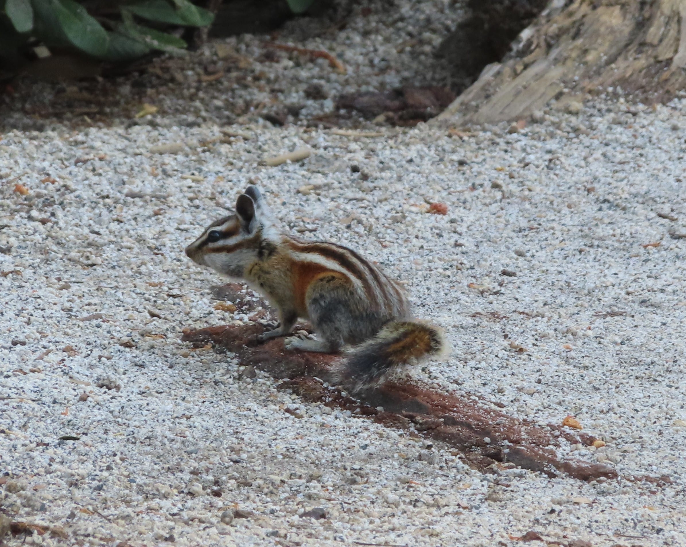 Chipmunk