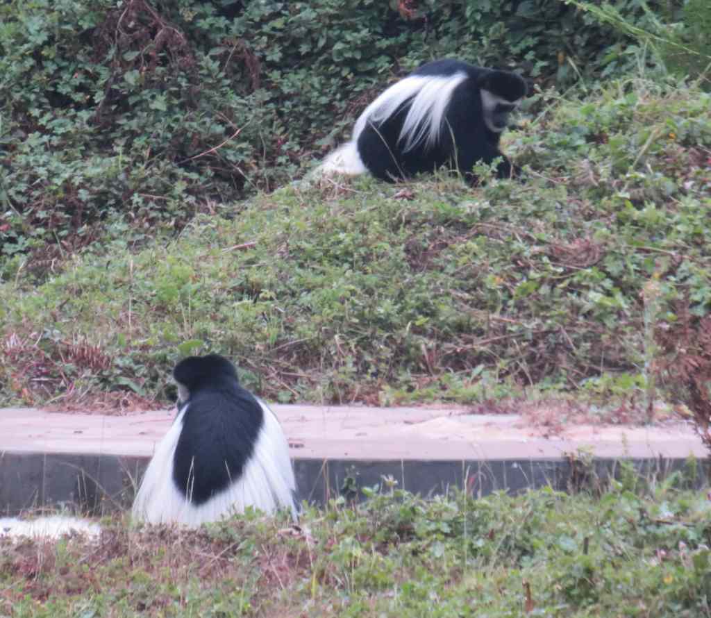 Colobus Monkey
