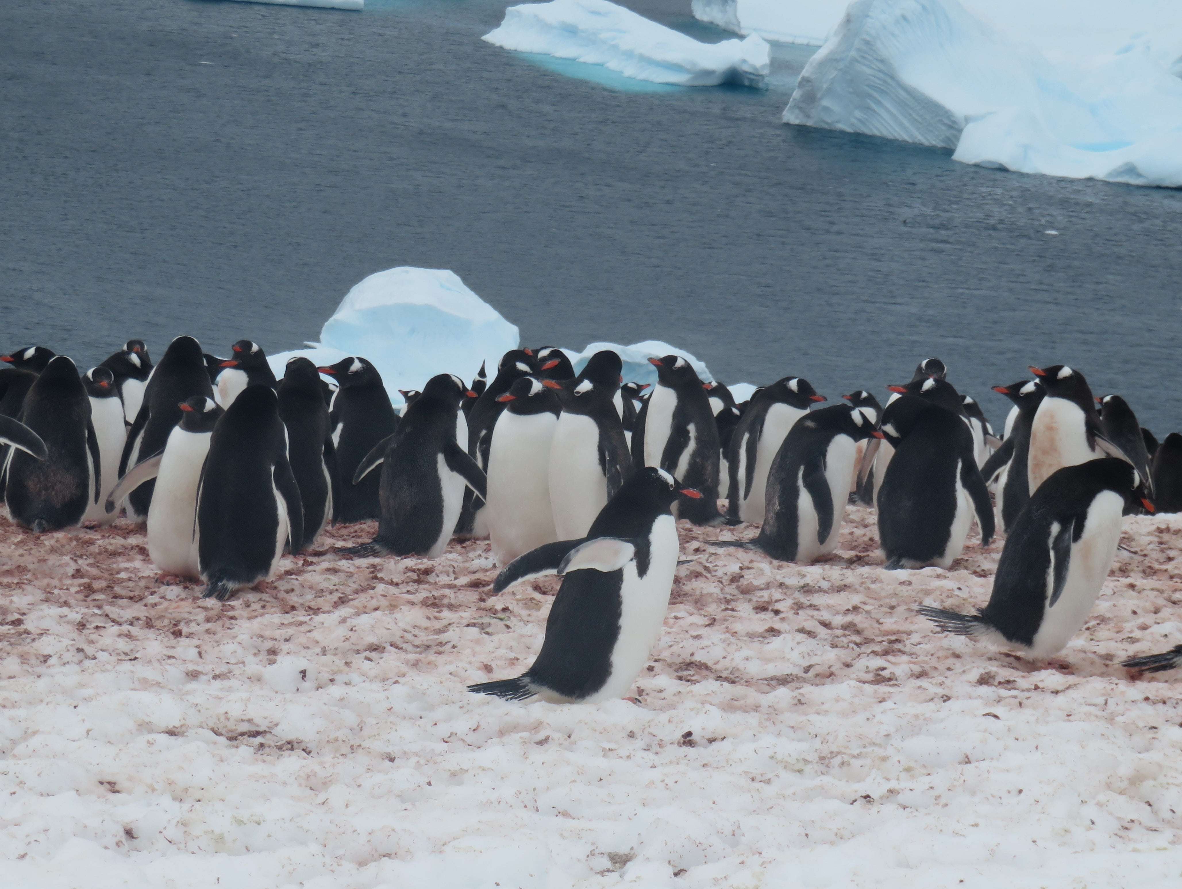 Gentoo penguins on the Danco Island