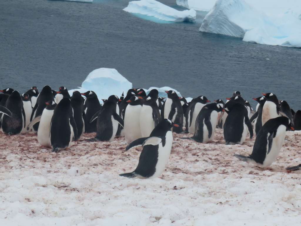 Gentoo penguins on the Danco Island