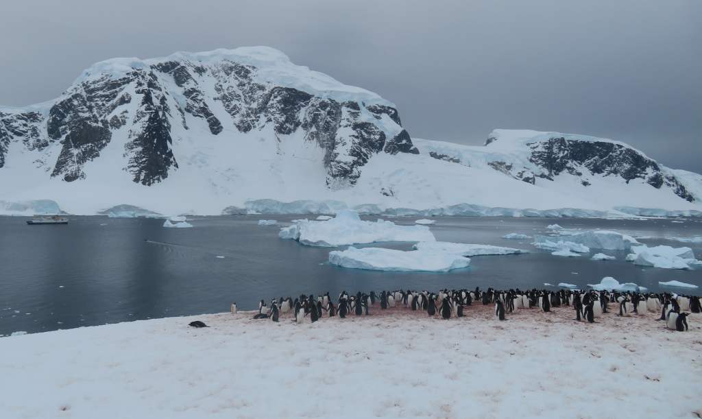 Beautiful panoramic view from the top of the hill with more penguins