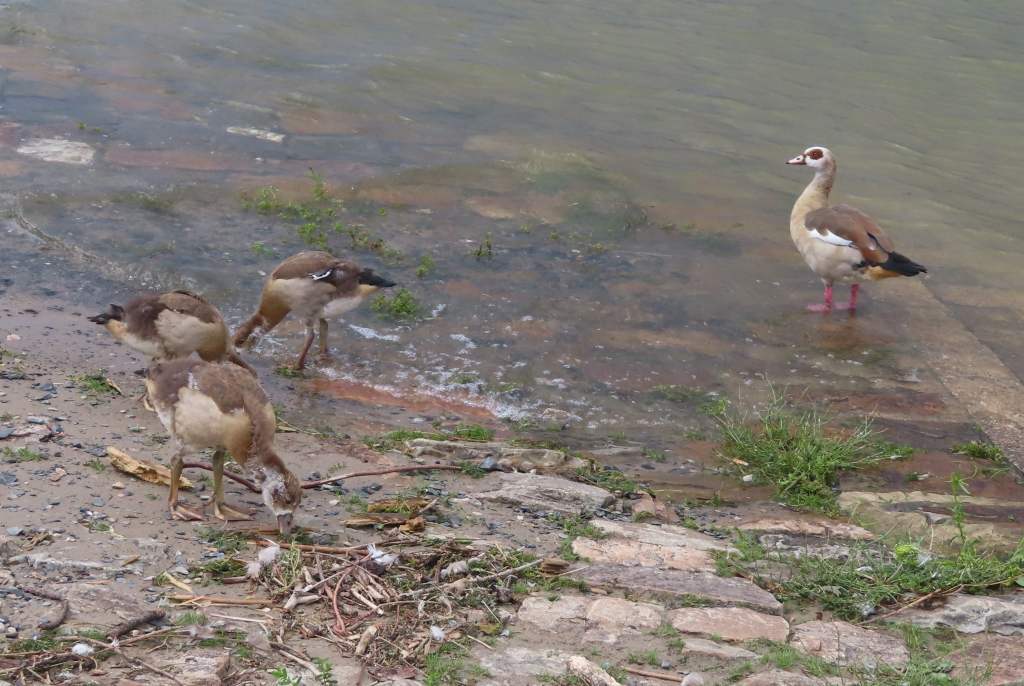 Egyptian Geese