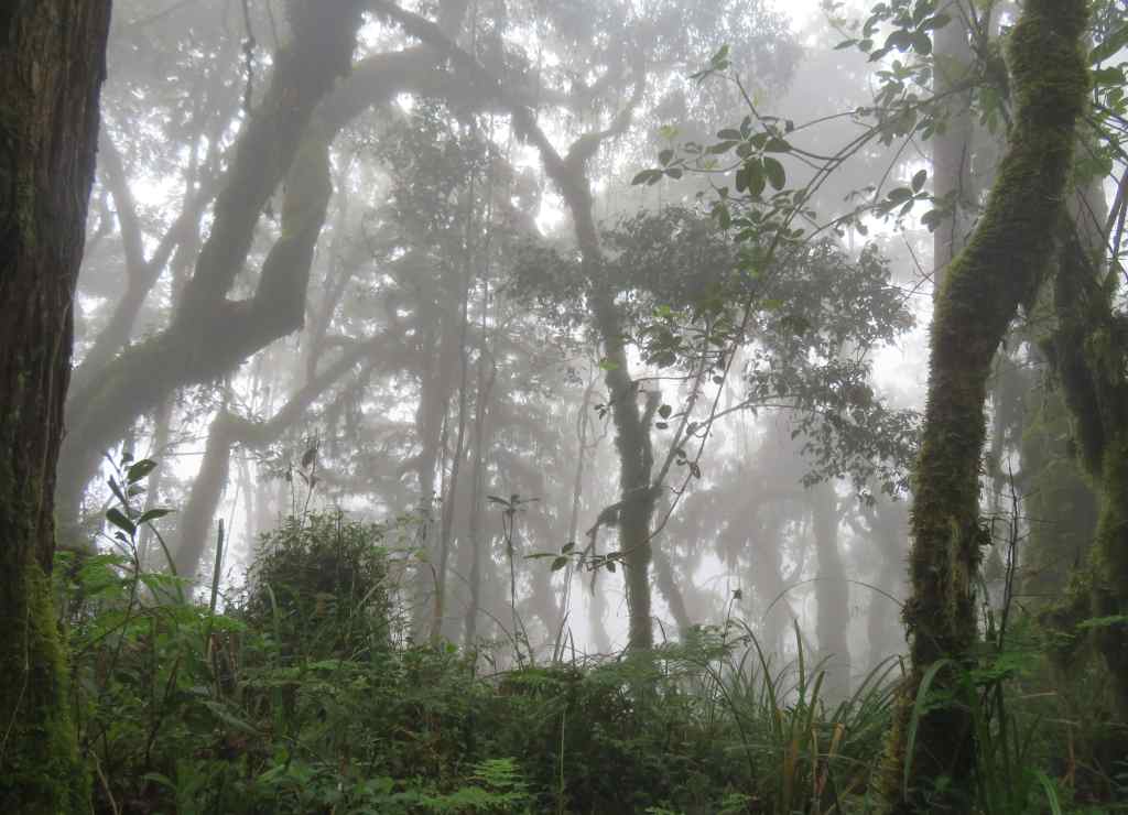 Foggy Rainforest