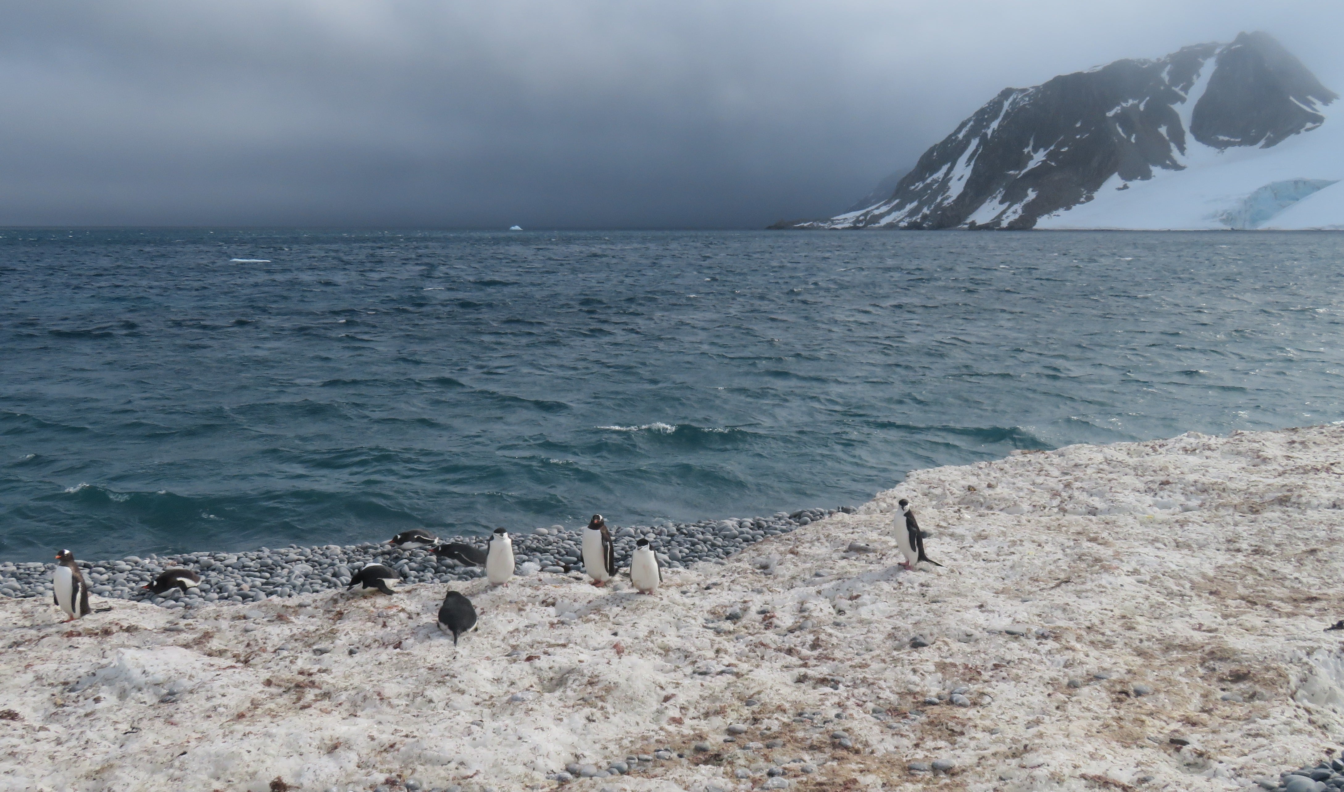 Fort Point view with penguins