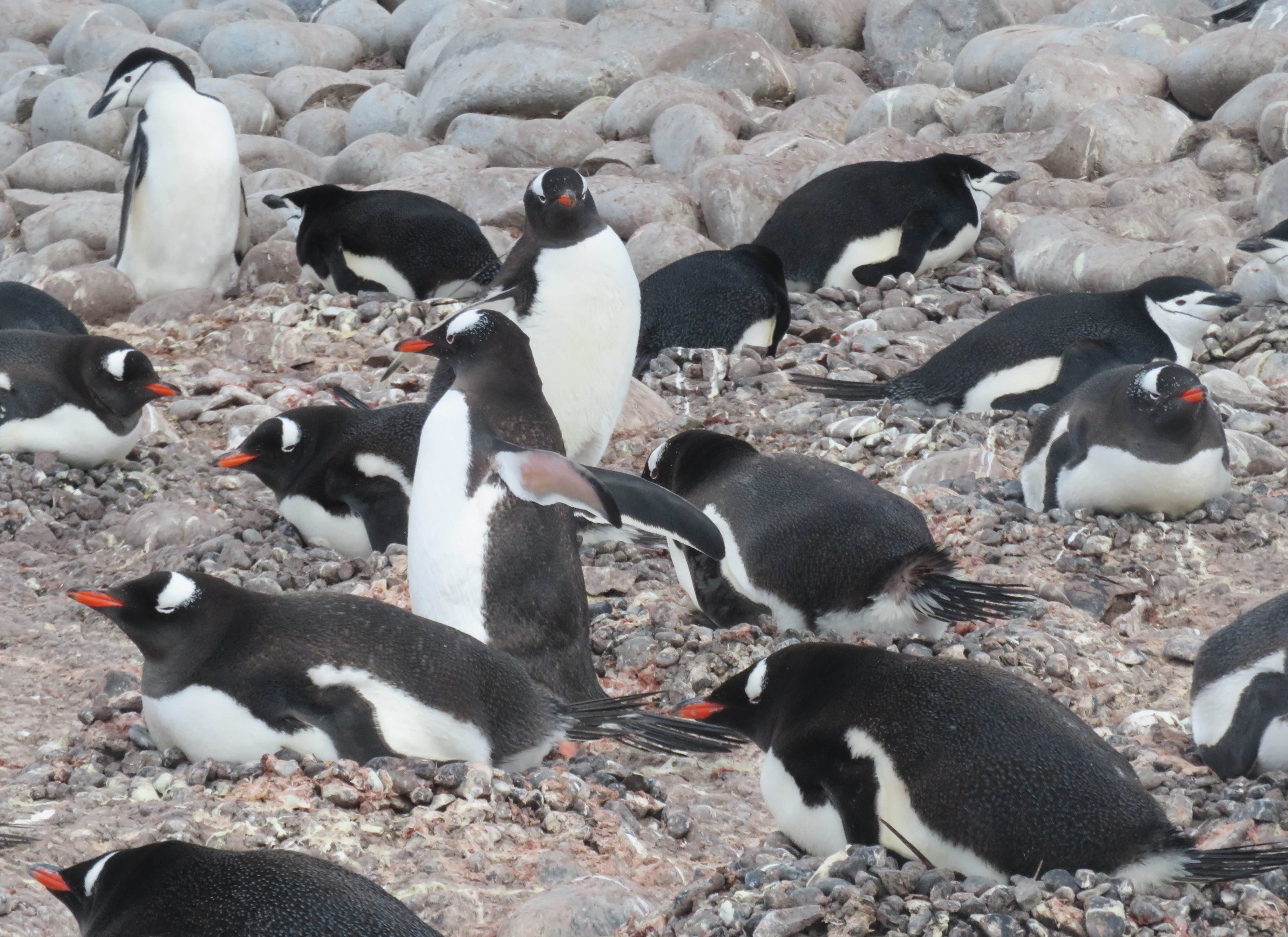 Gentoo penguin colony (with a couple chinstrap penguins)
