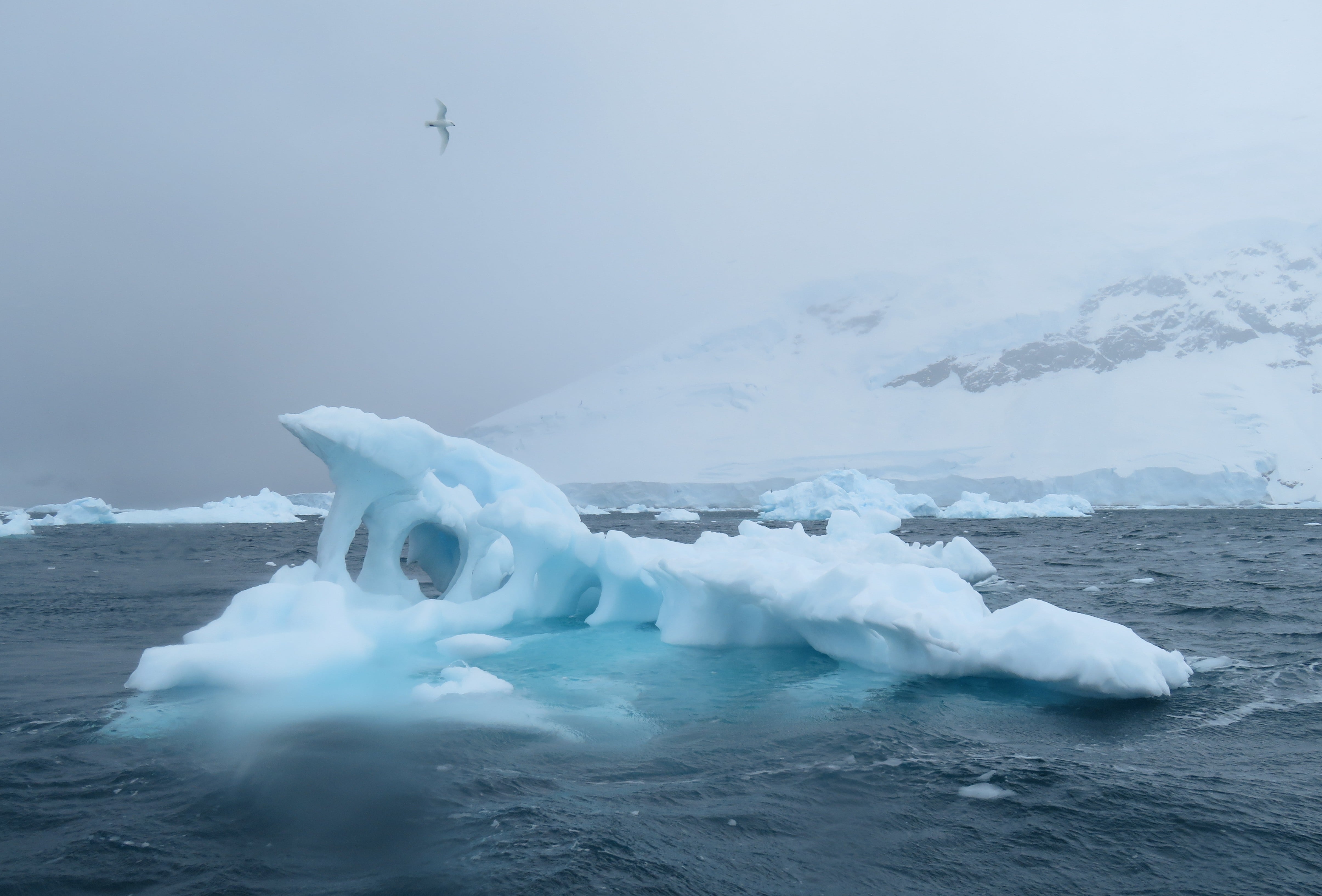We saw many exquisite "ice sculptures" during the Zodiac ride.