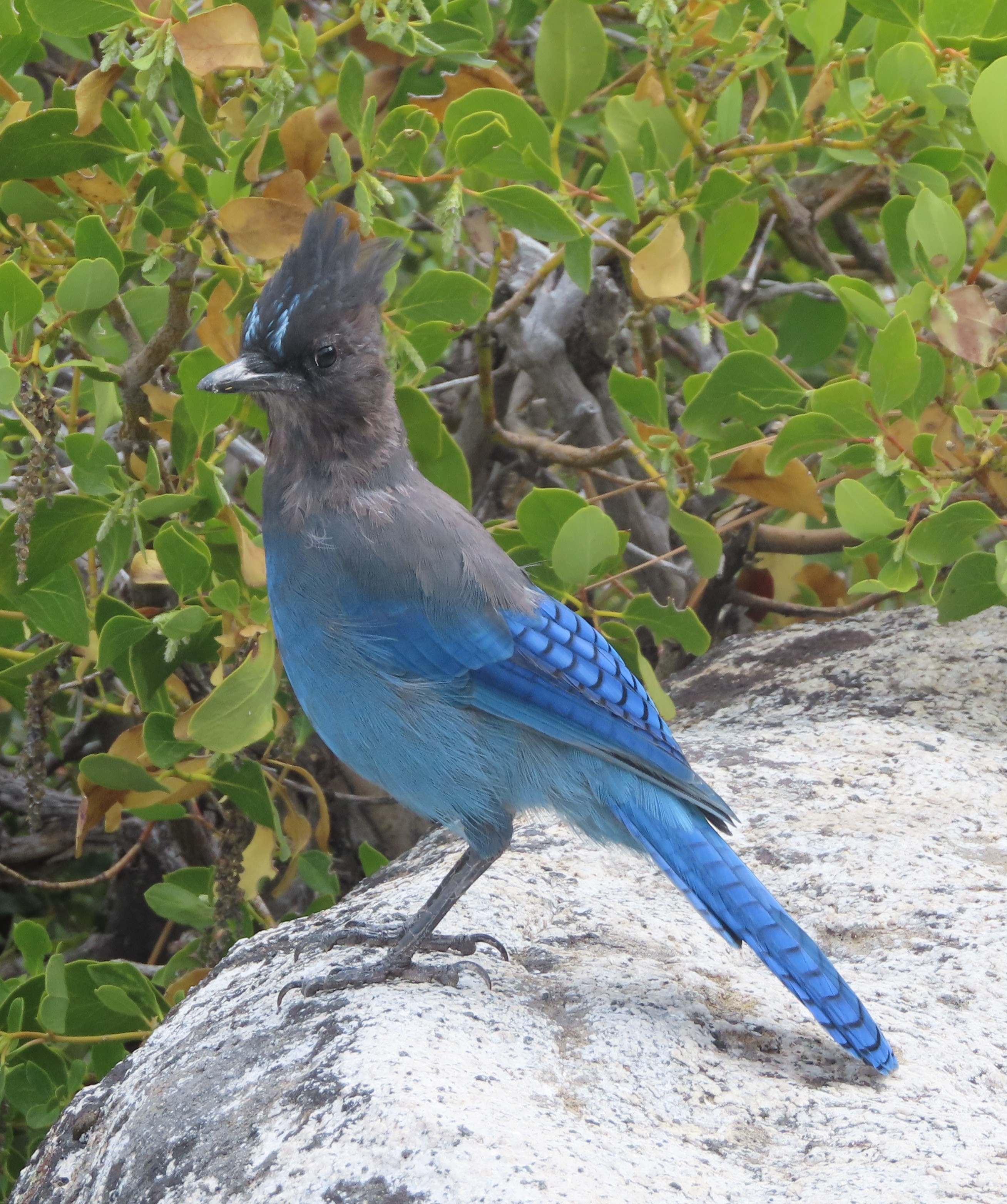 Steller's Jay