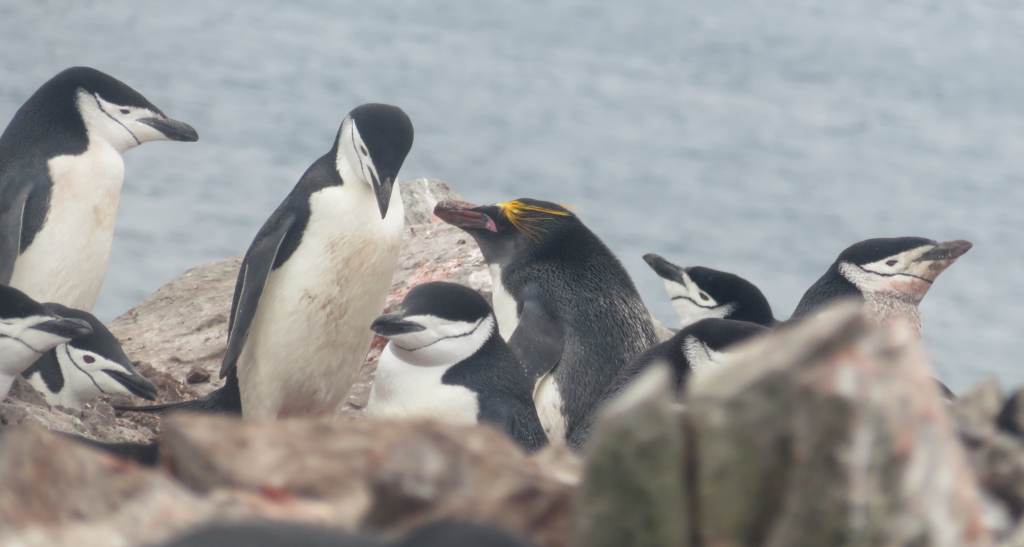 Kevin is a Macaroni penguin living among Chinstrap penguins.