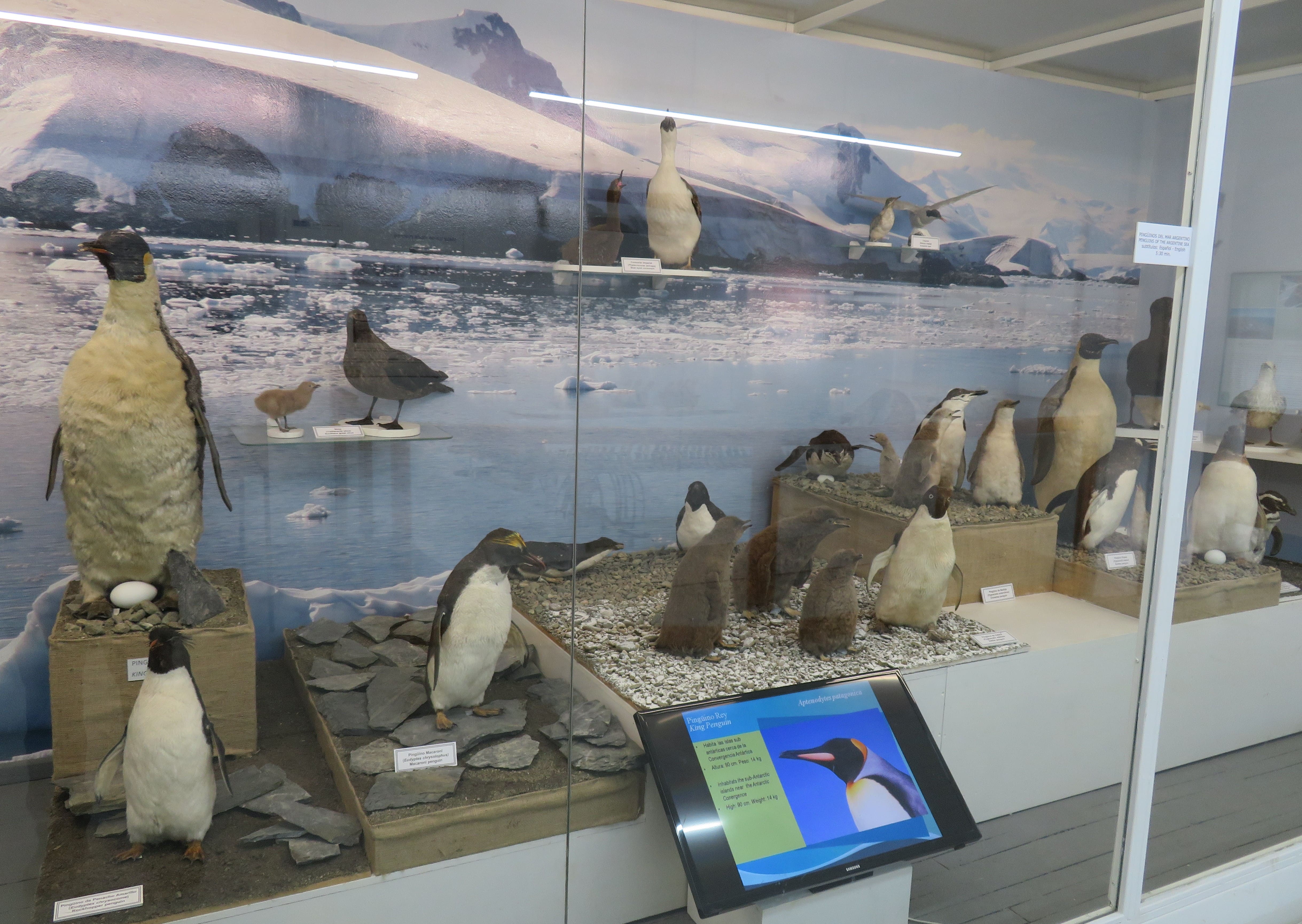 Penguin exhibition inside the museum