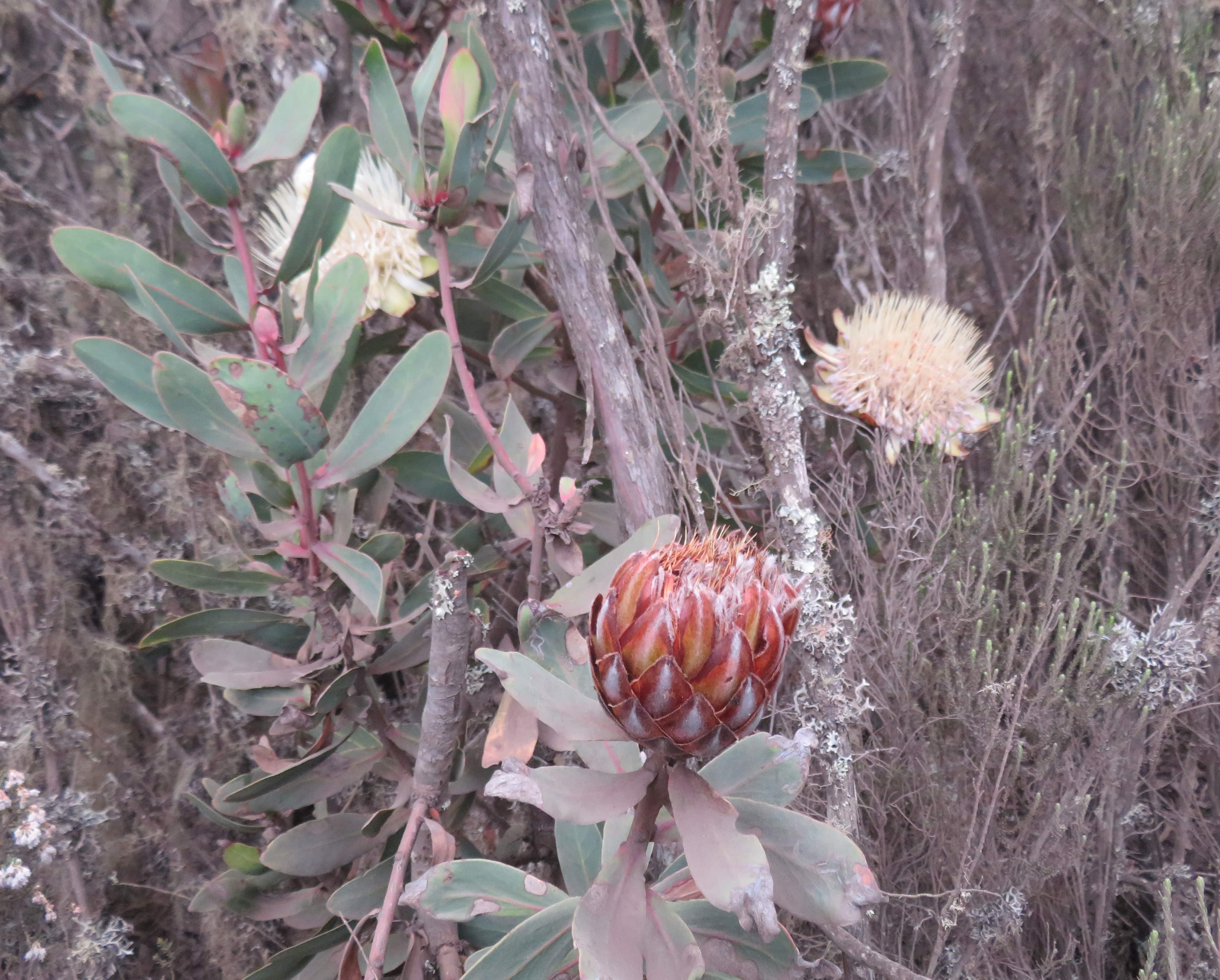 African plant on the way