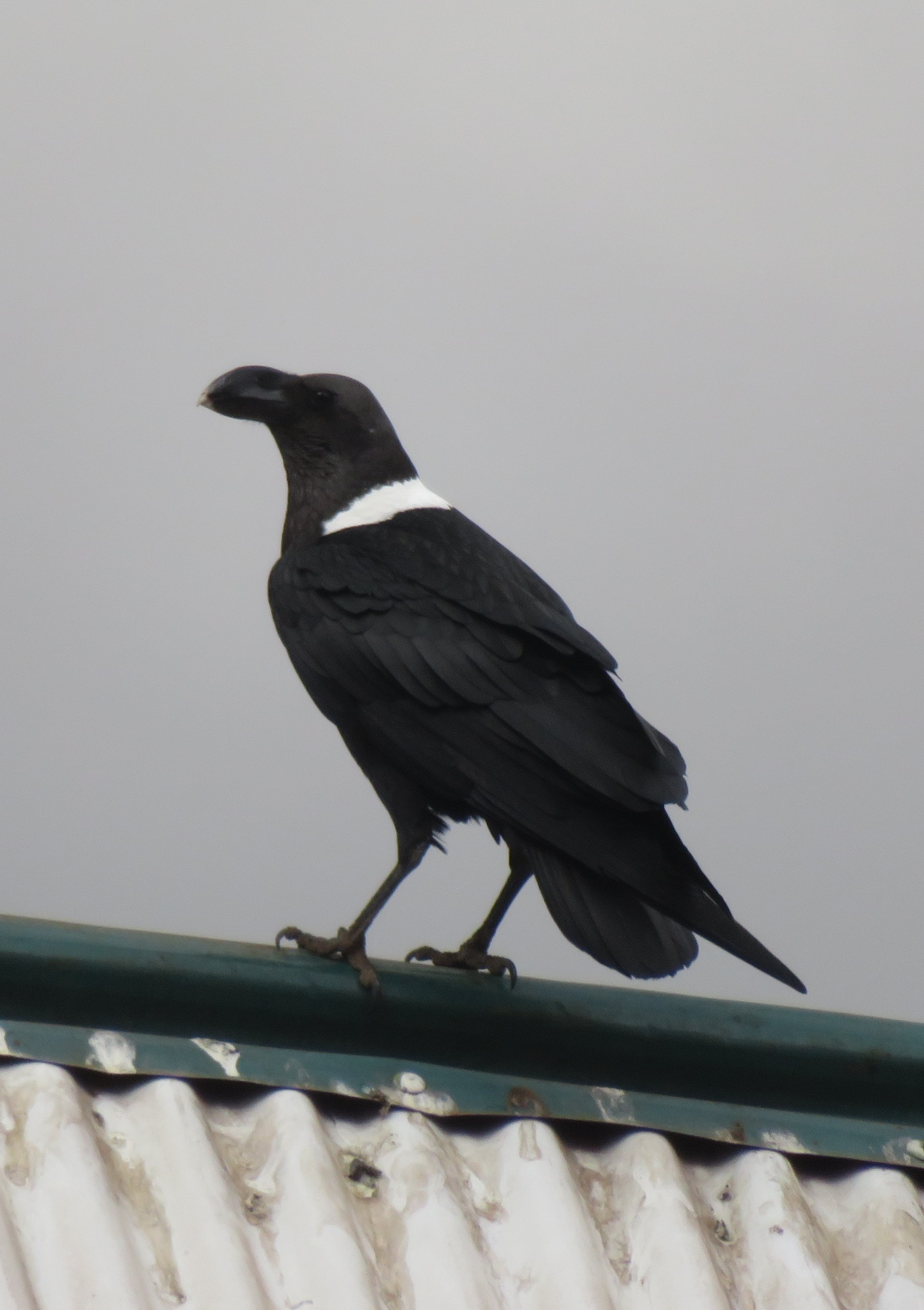 A white collared raven on a tin roof