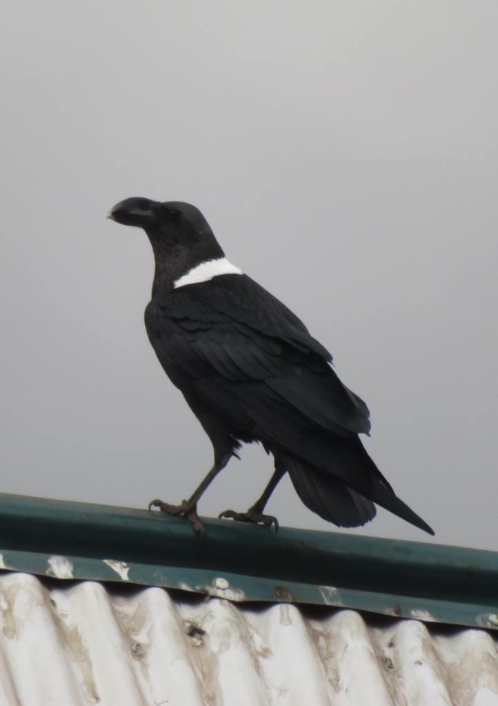 A white collared raven on a tin roof
