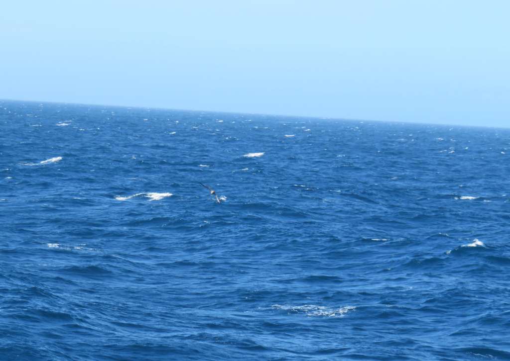 The waves were not high, but we still got sick.