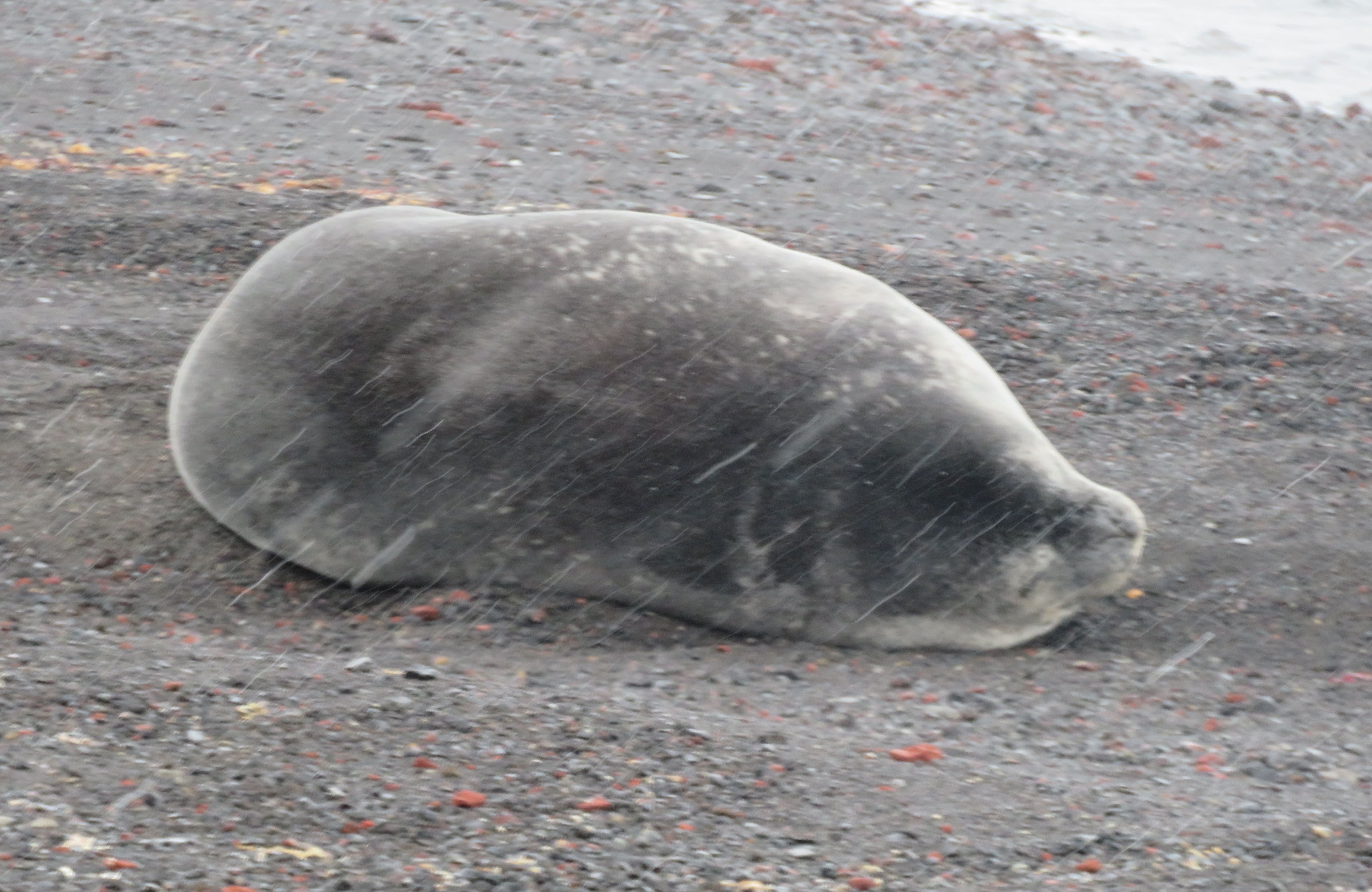 A fat seal resting on the sand in a blizzard