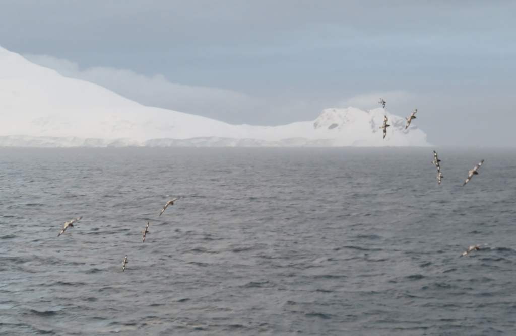 Many Cape Petrels flying around