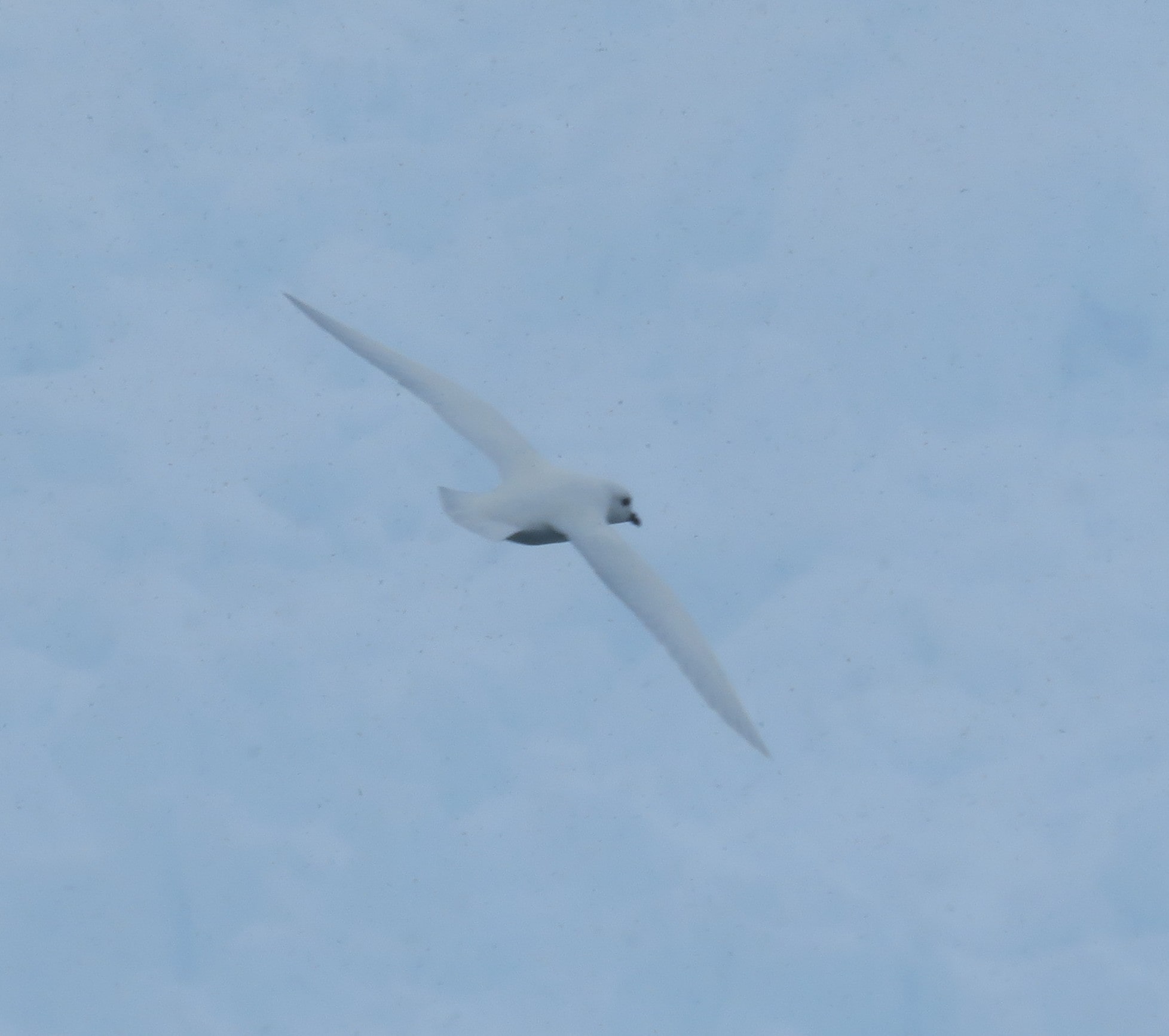 A white Snowy Petrel flew by.