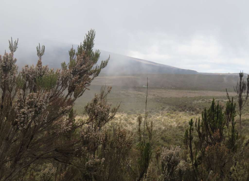 It's getting foggy on our way to Shira One Camp.