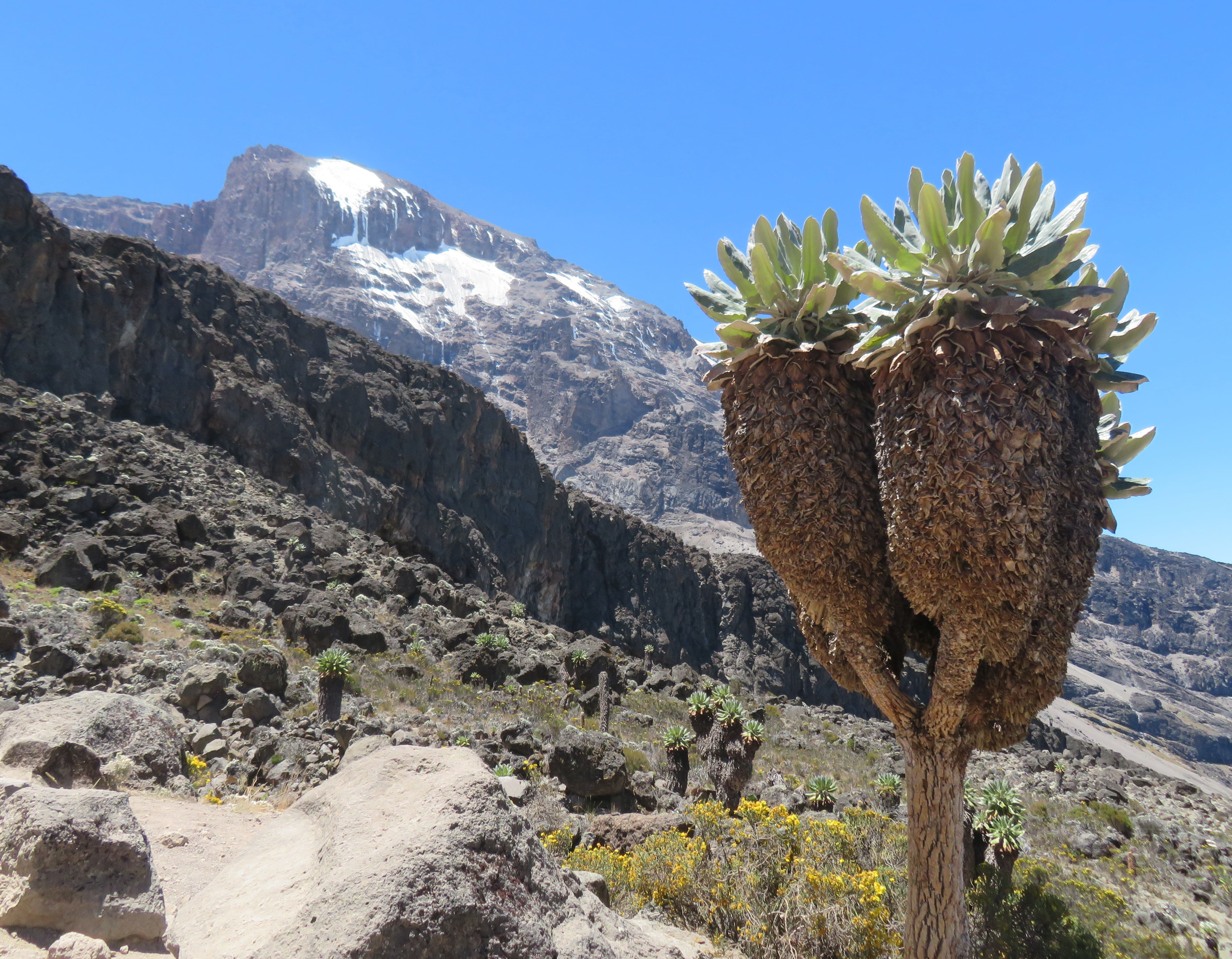 Dendrosenecio kilimanjari