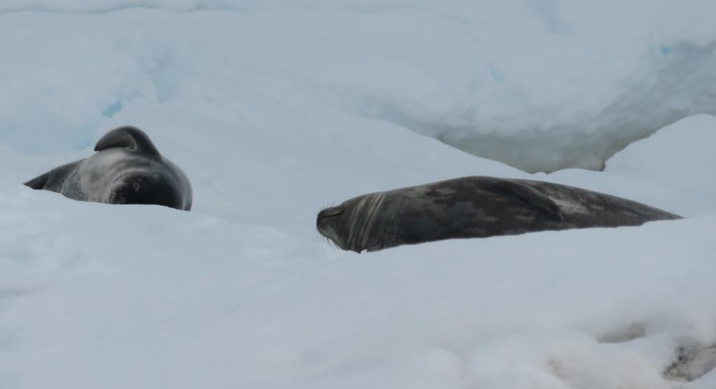 Two Weddell seals lying on the snow