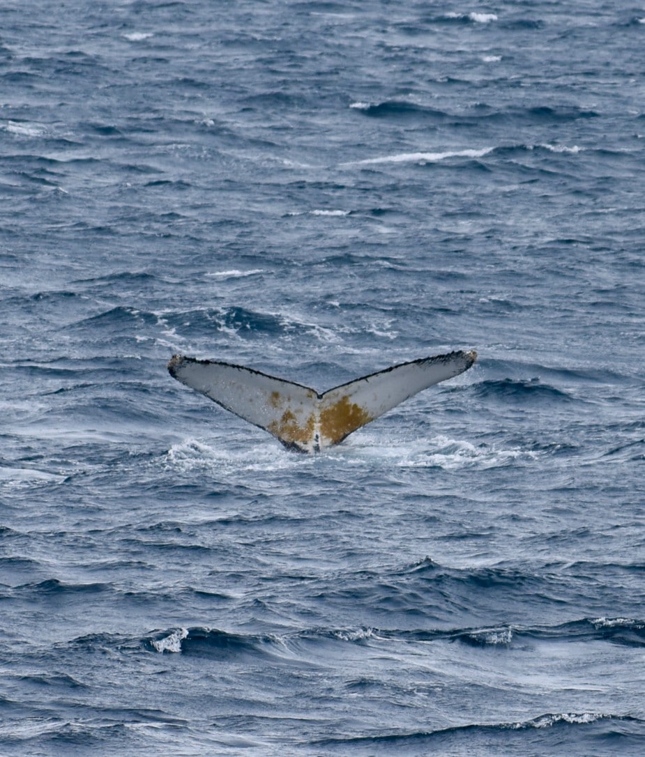 Excellent photo of a whale tail (courtesy of Sister)