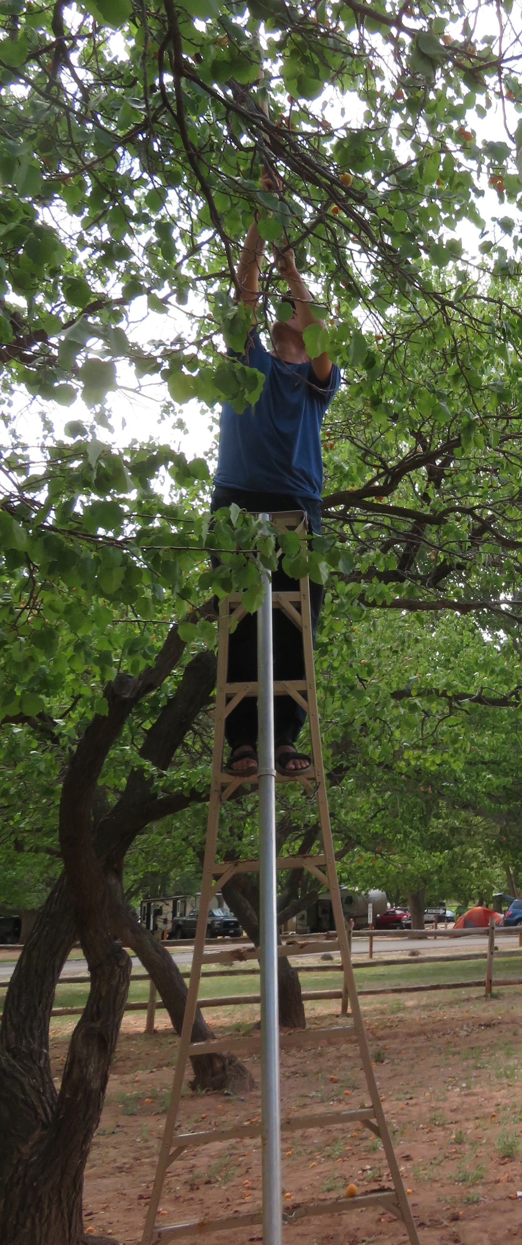 Picking Apricots