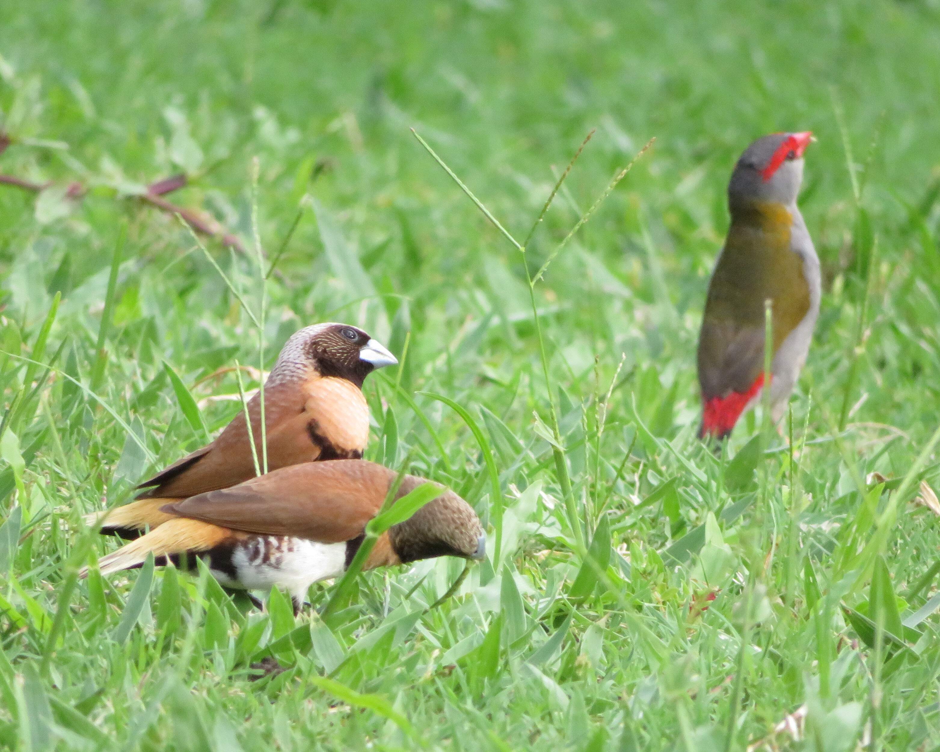 Chestnut-breasted mannikins and Red-browed finch