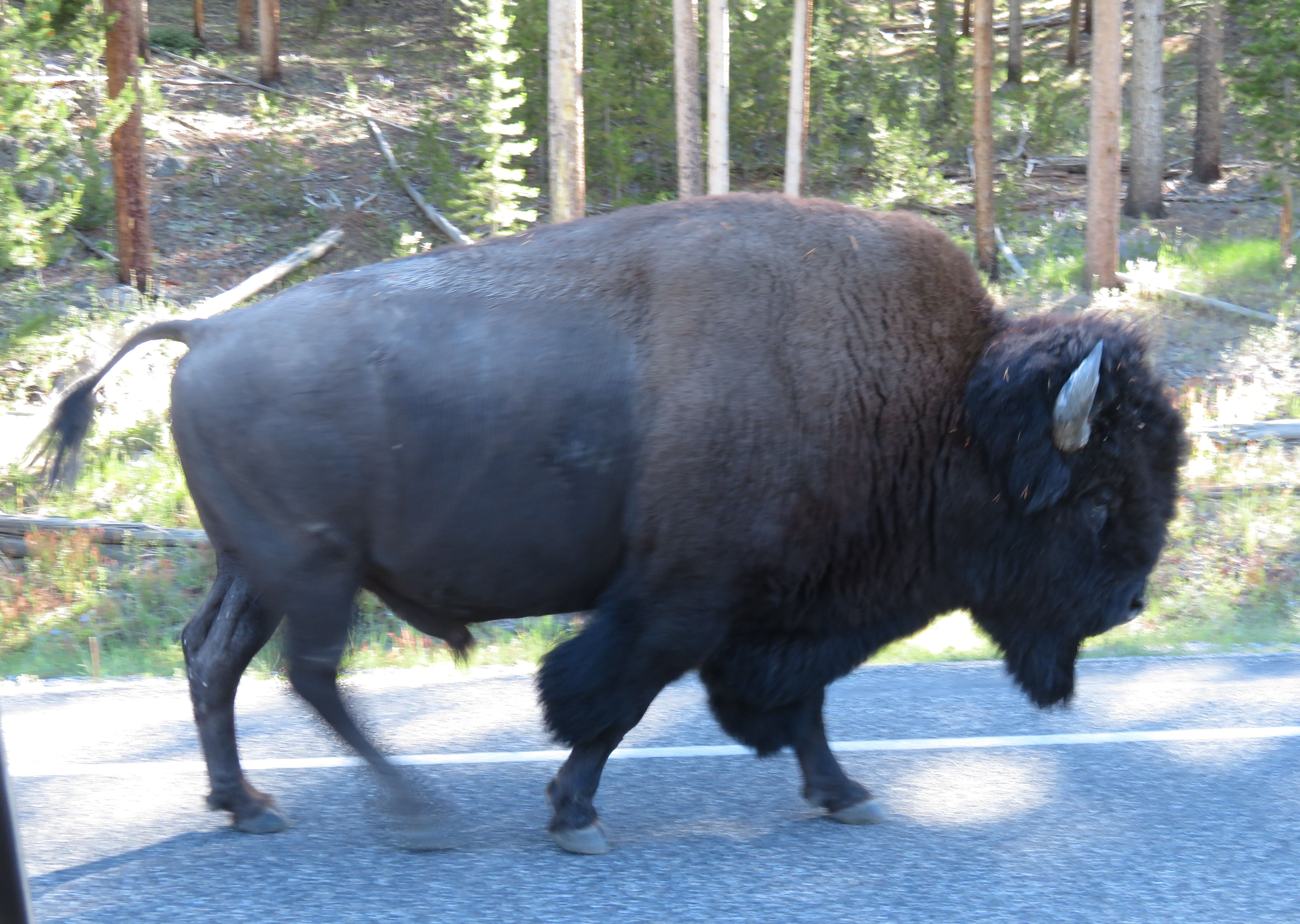 Bison (seen from our car)