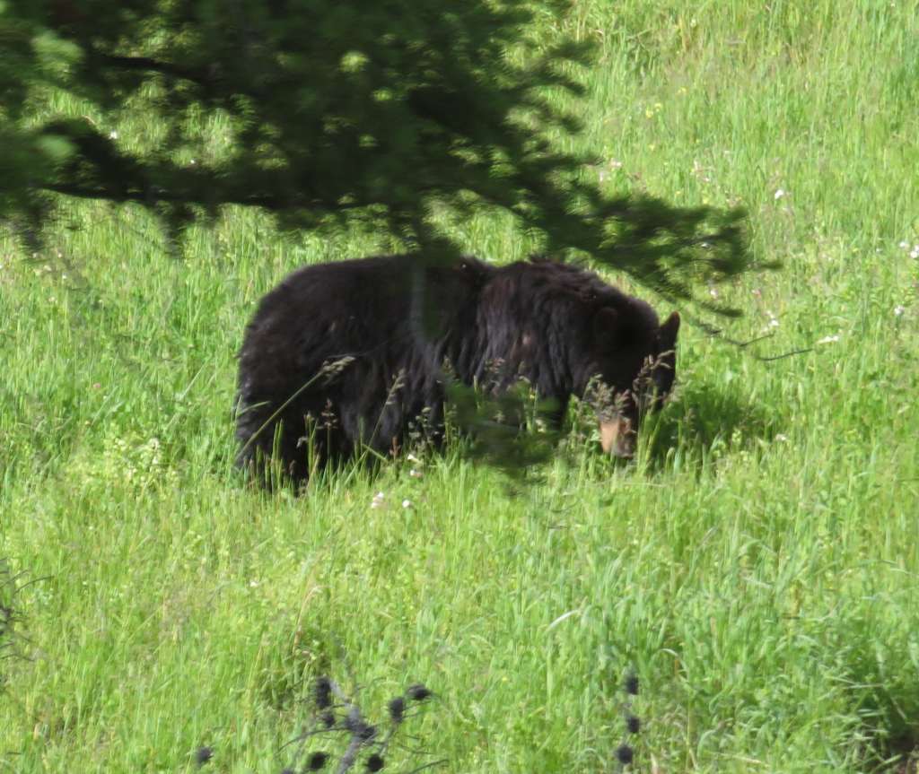 Black Bear