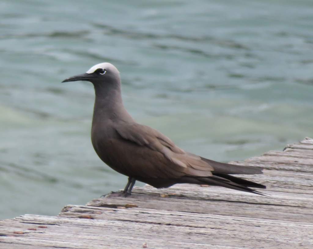 Black Noddy