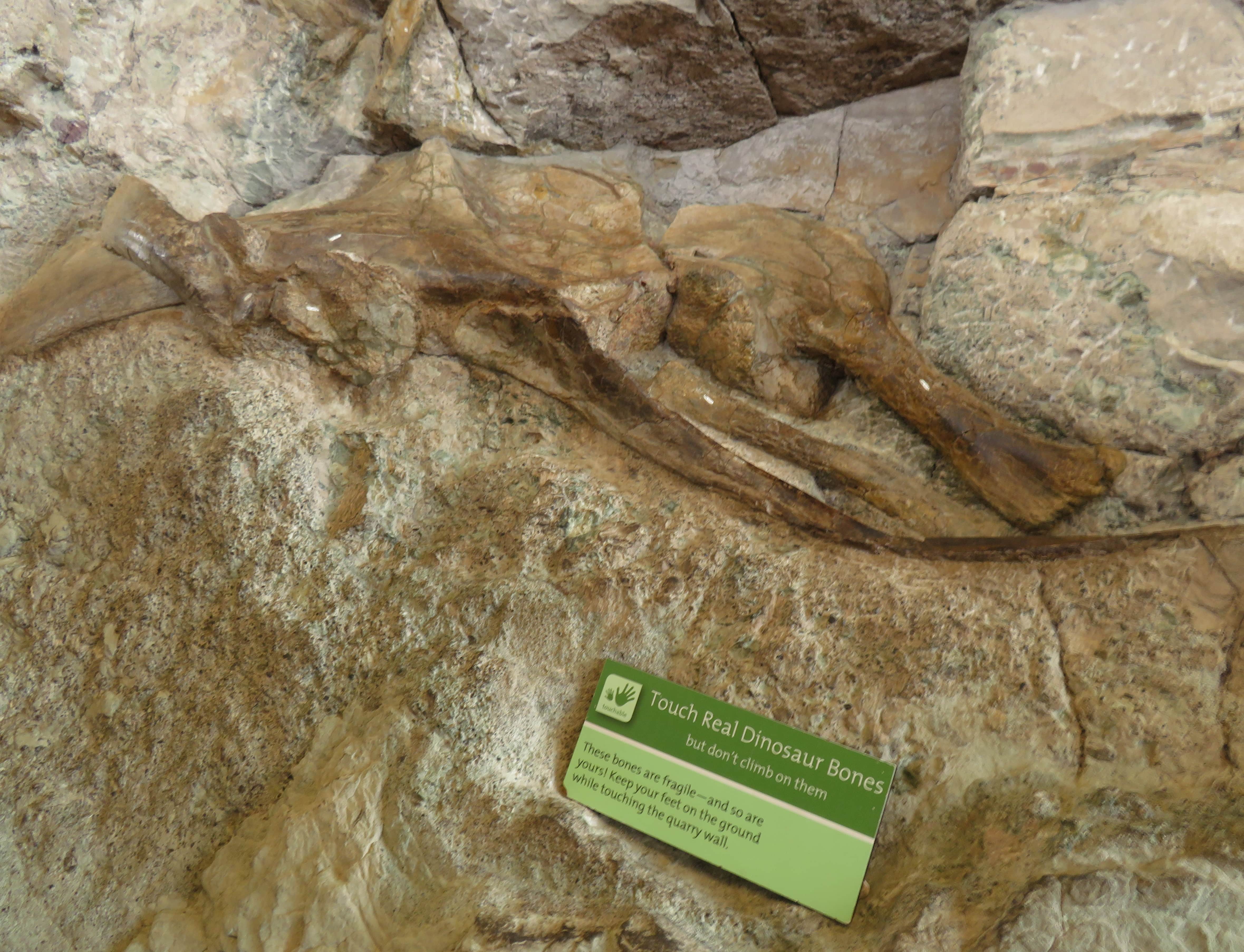 You can touch real dinosaur bones!