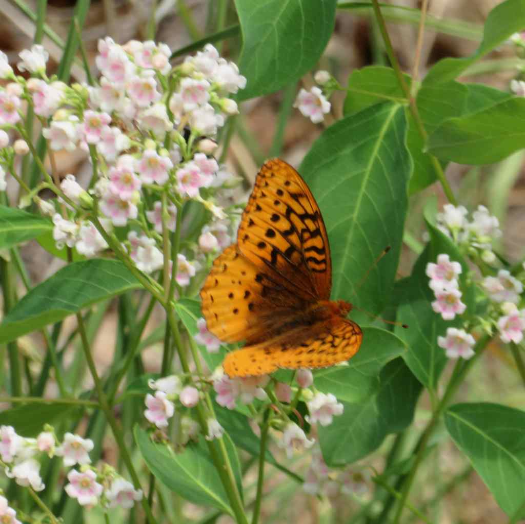 We saw butterflies too. (Aphrodite Fritillary)