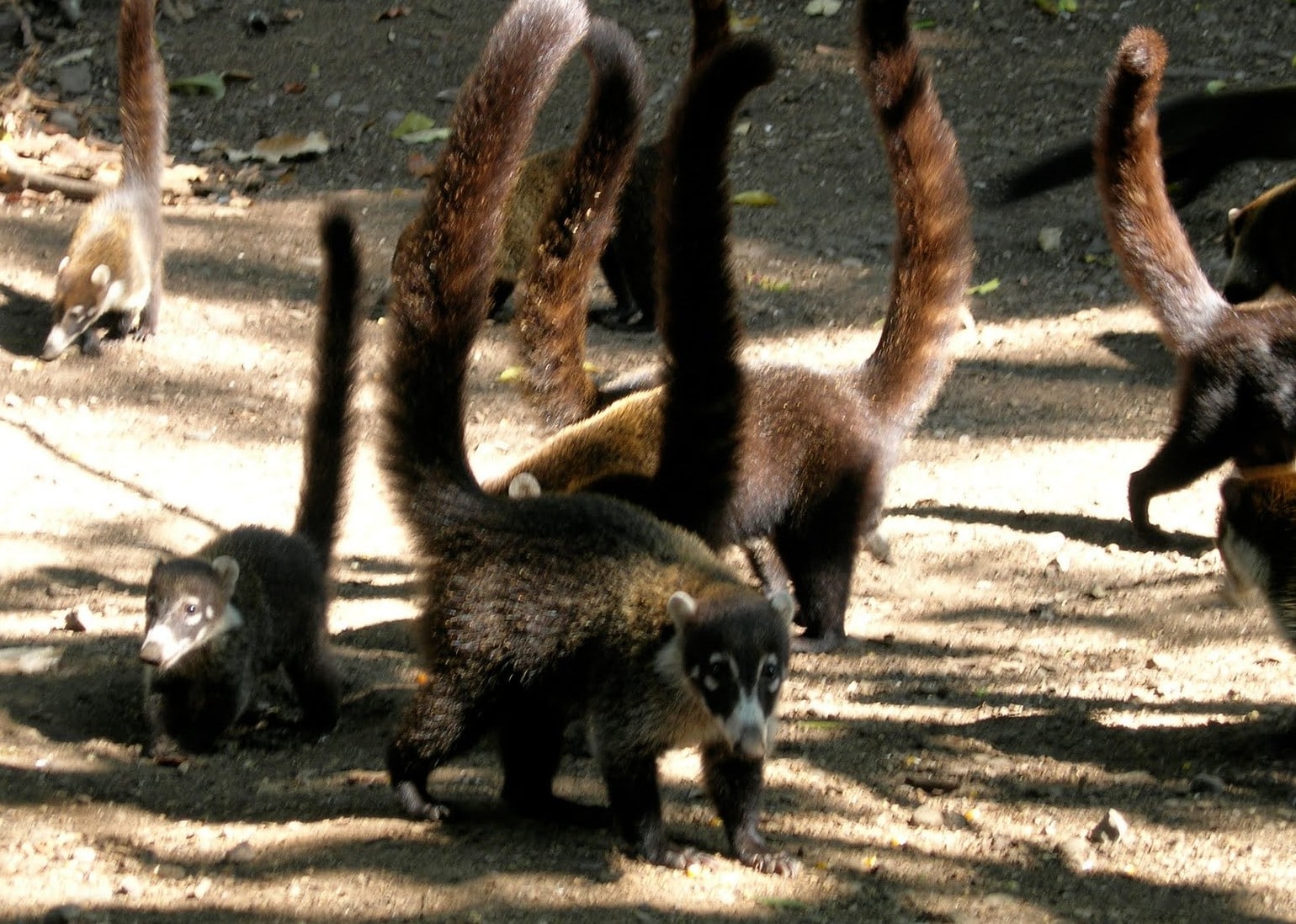 Coati