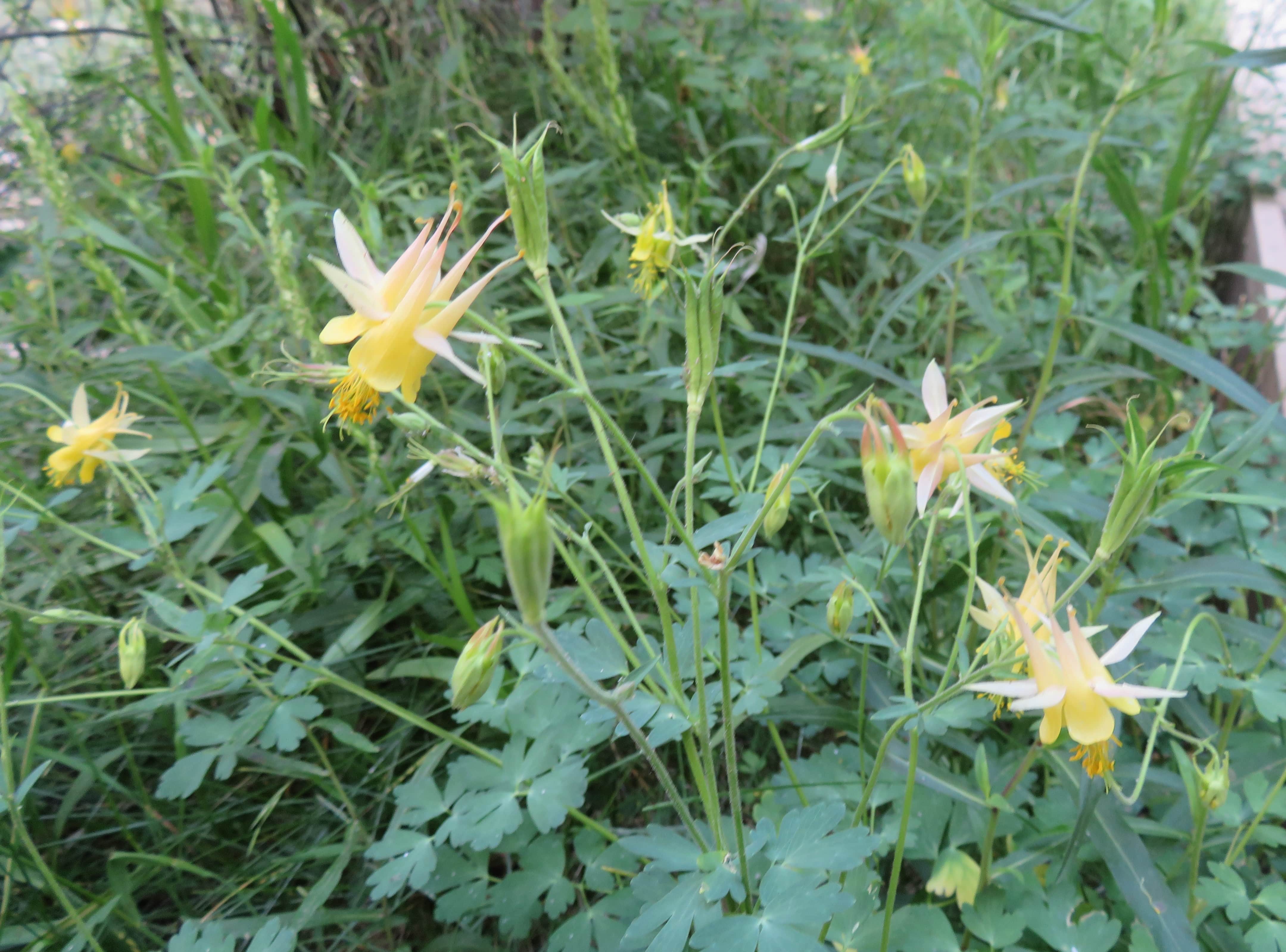 Yellow Columbine Flowers