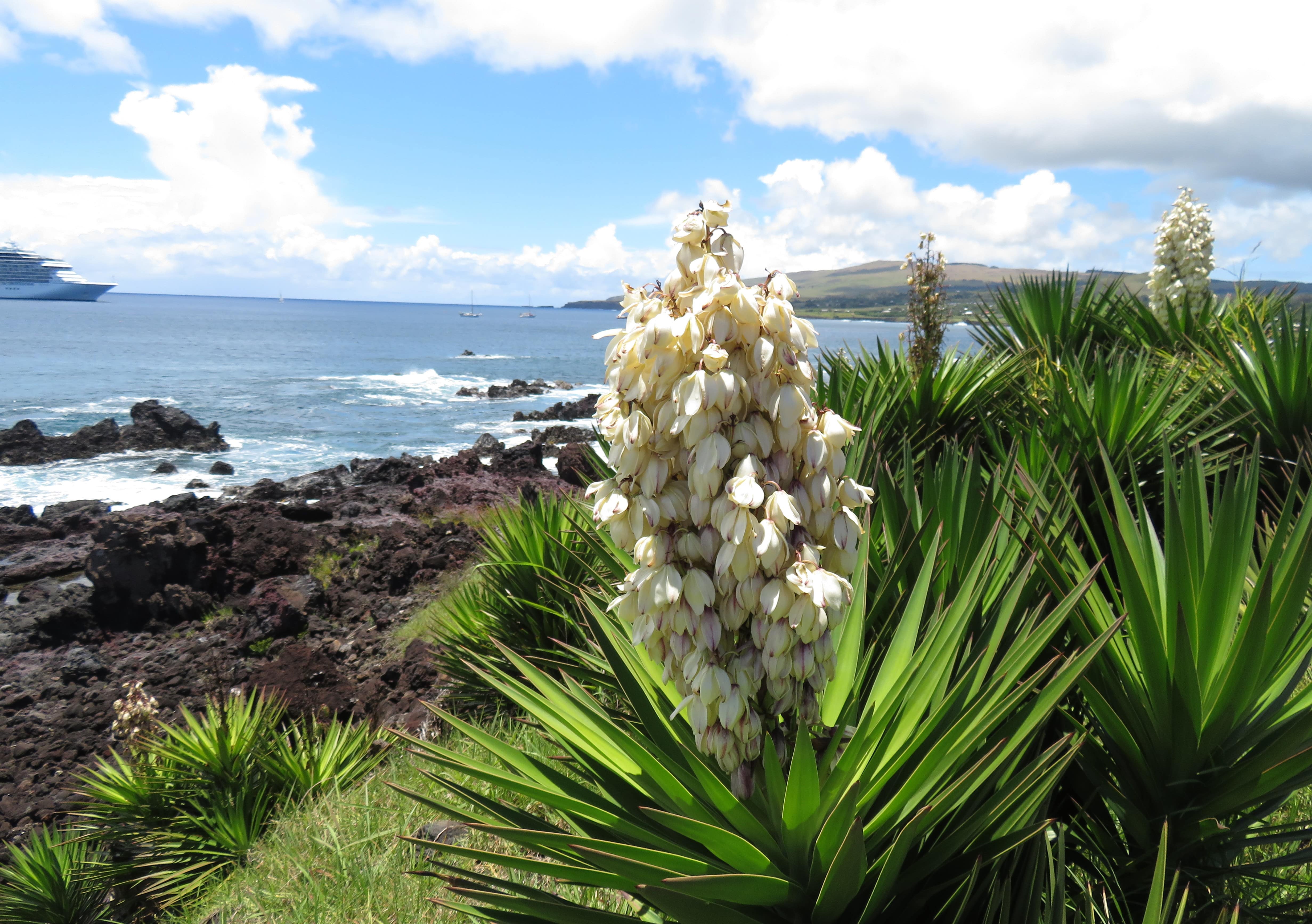 Easter Island coast
