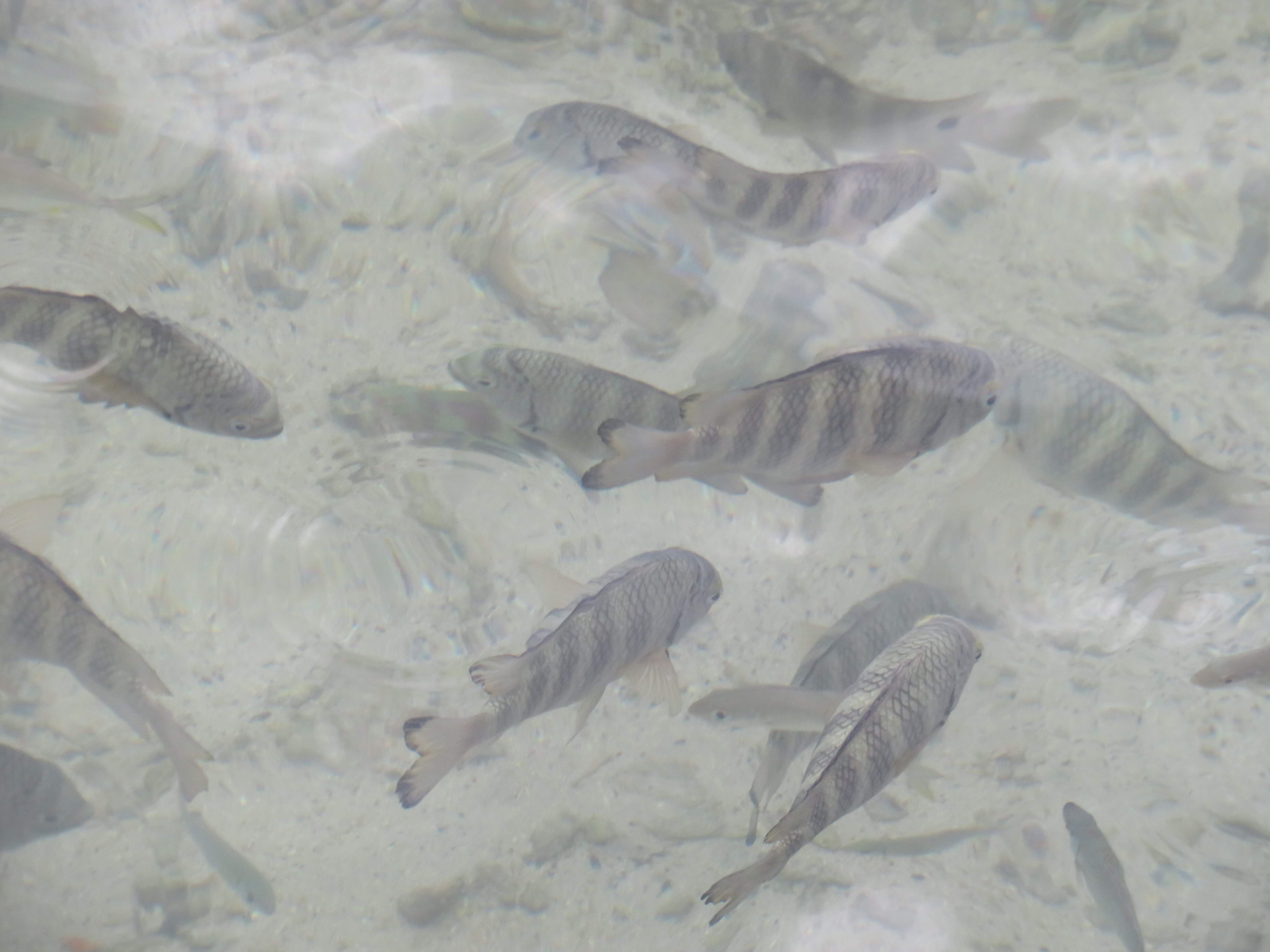 Fish by the restaurant