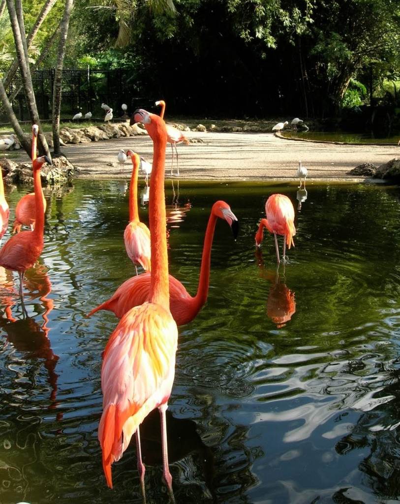 Flamingos