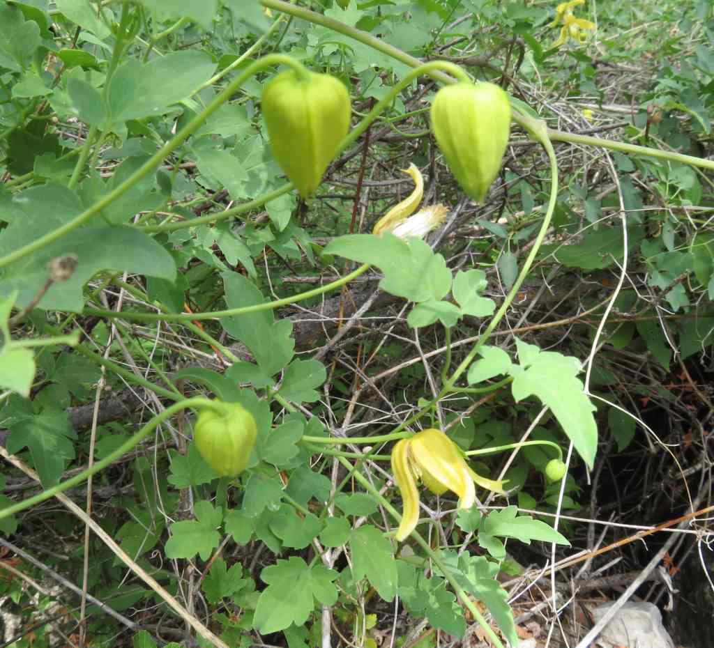 Yellow flowers on the trail