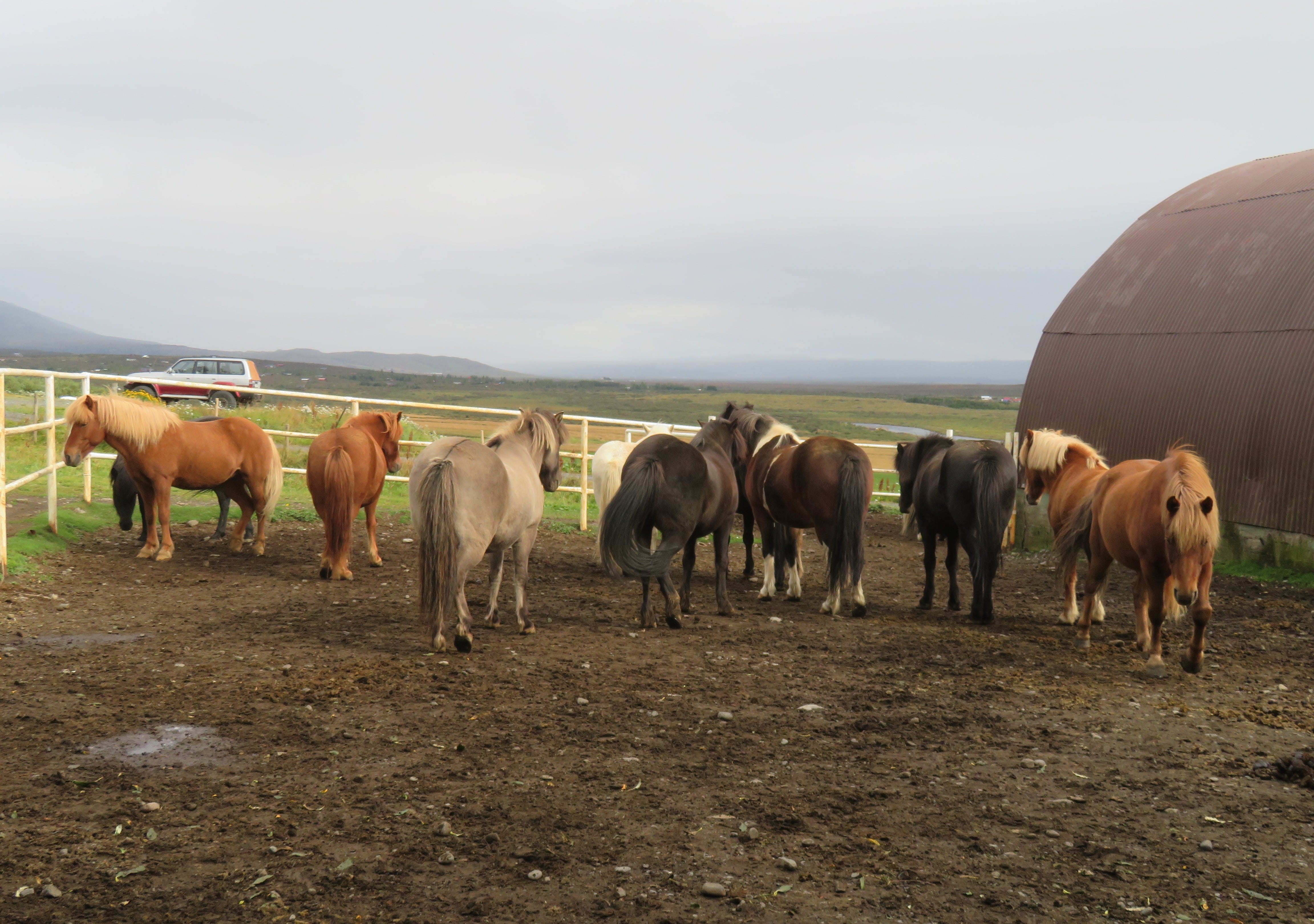 Icelandic Horses