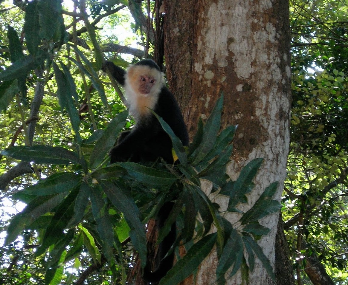 Capuchin Monkey