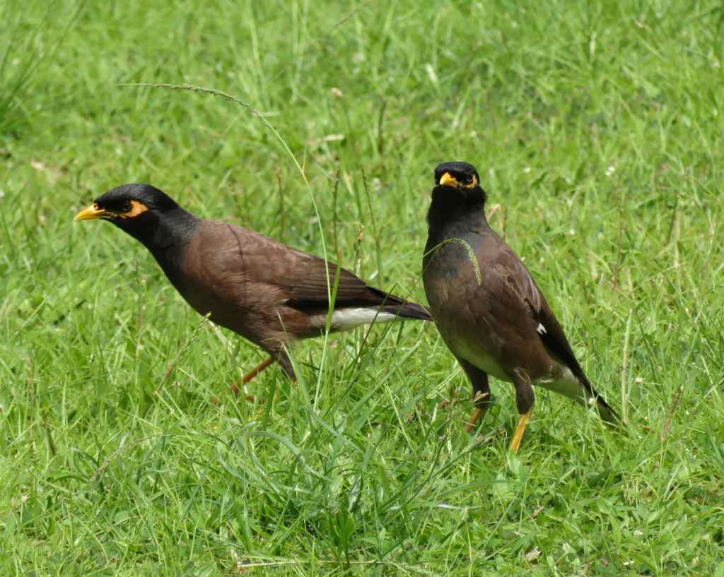 Myna birds