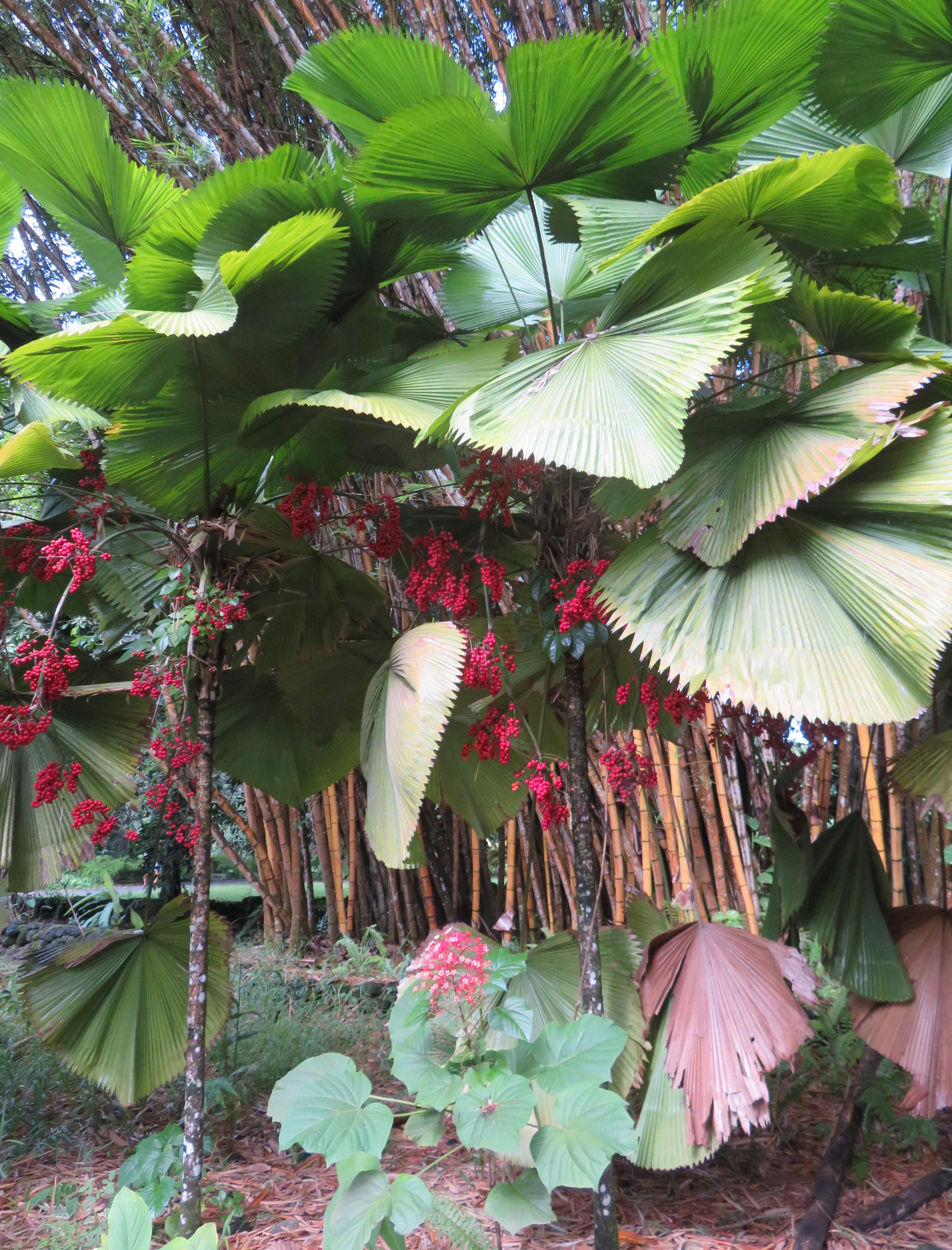 Lush plants inside the botanic garden