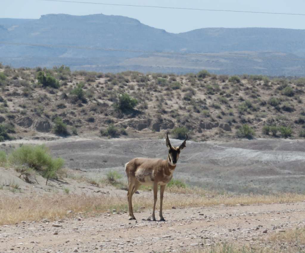 Pronghorn