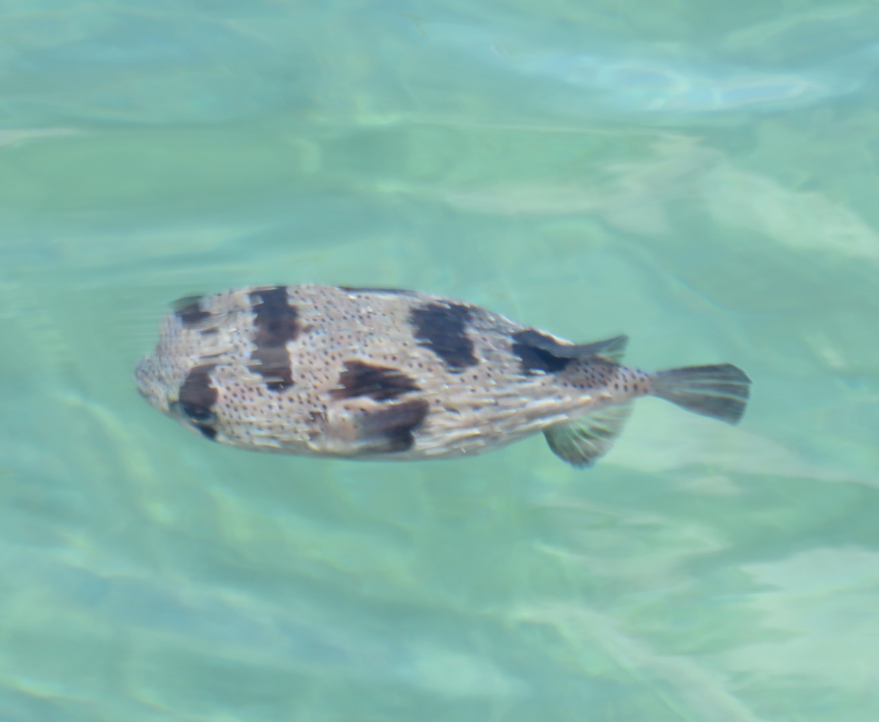 Puffer Fish