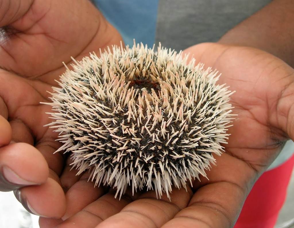 Sea Urchin