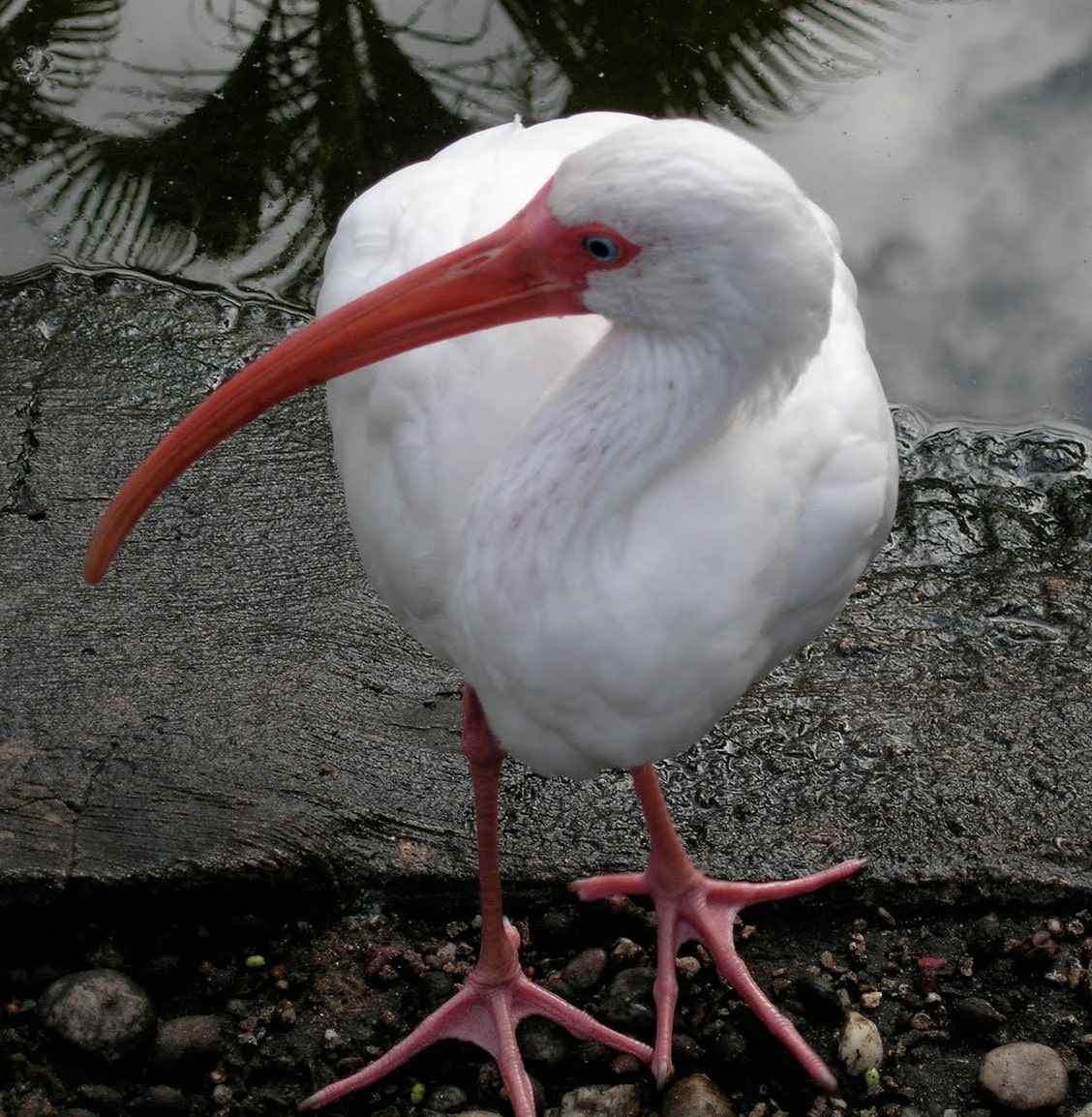 White Ibis