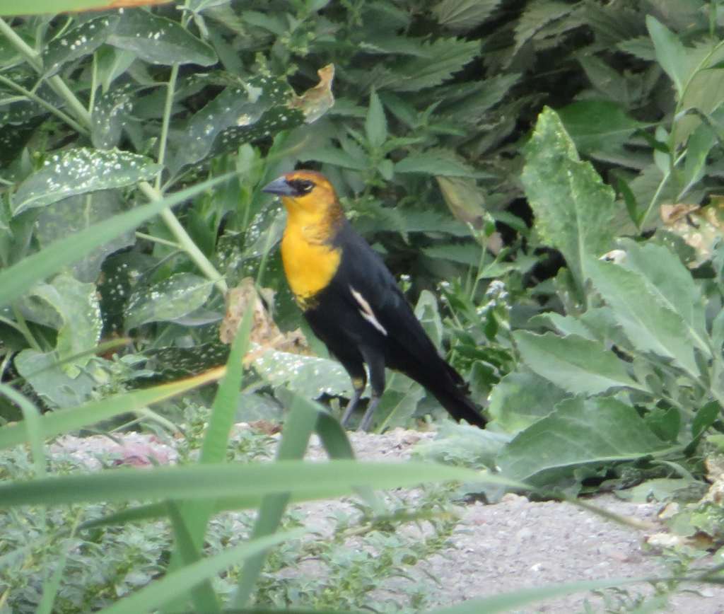 Yellow-headed Blackbird
