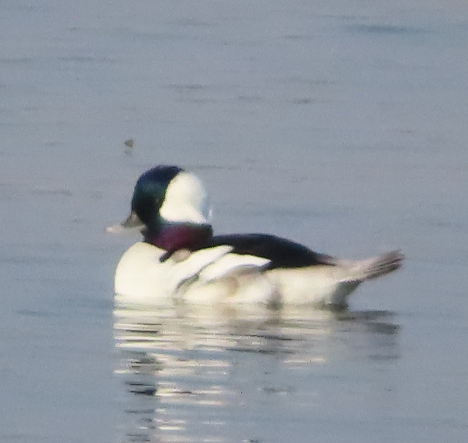 Bufflehead