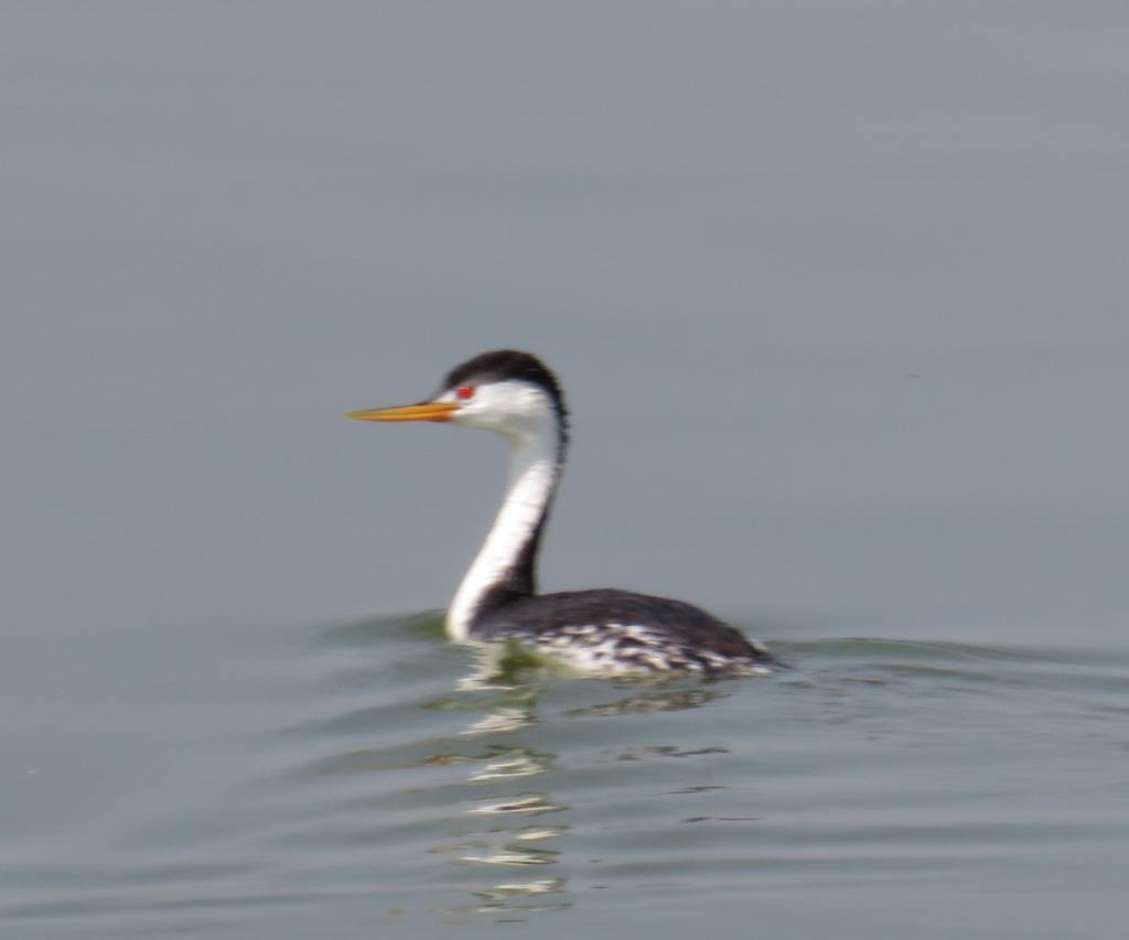 Clarks Grebe