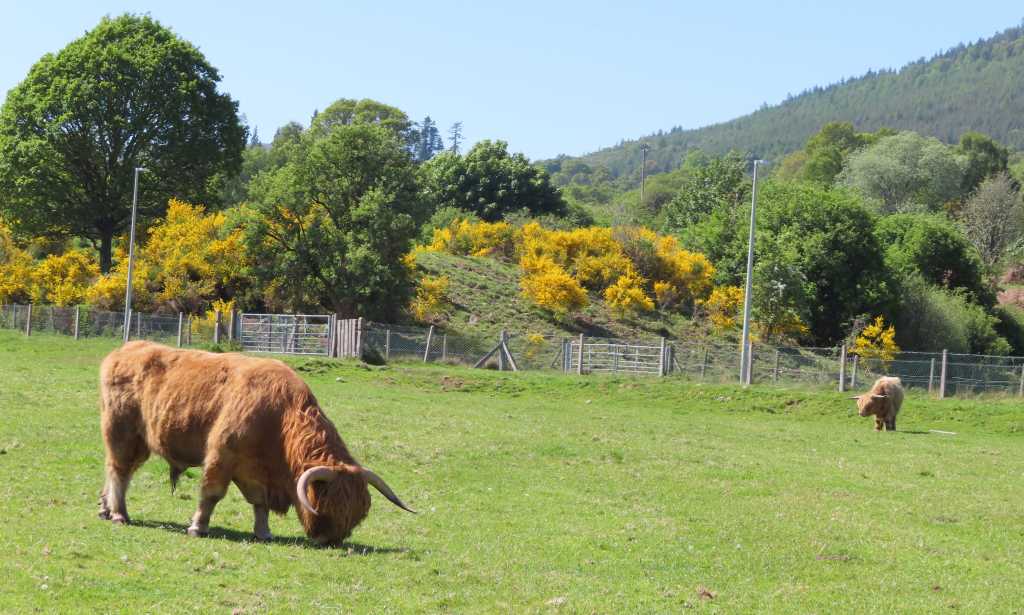 Highland Cows