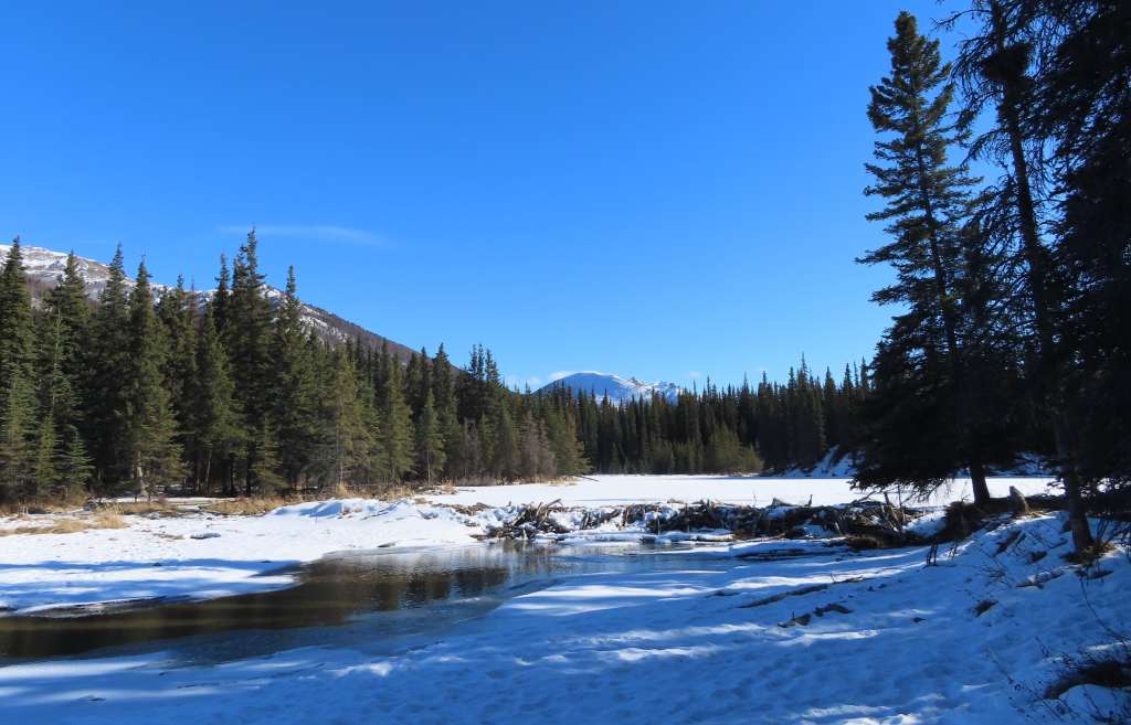 Creamers Field in winter